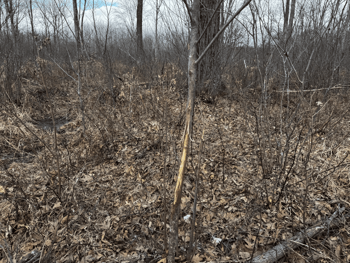 75-acre parcel in the heart of Clark County Wisconsin