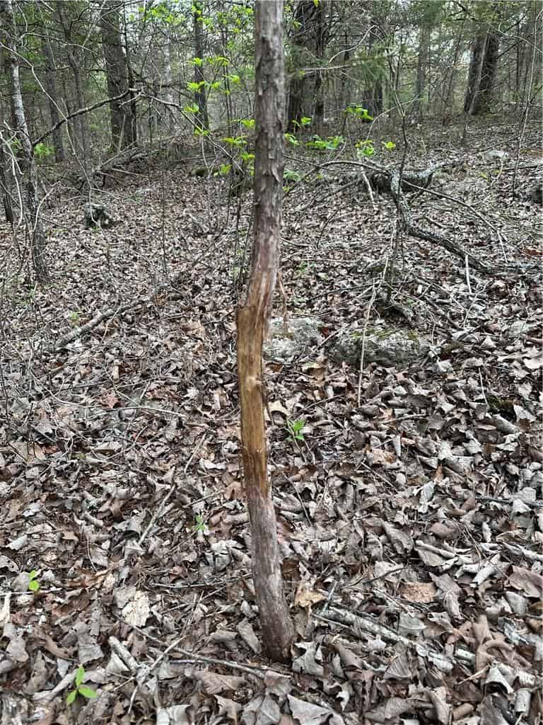 120 Acres Arkansas Hunting Land For Sale with Creek Frontage and Trails