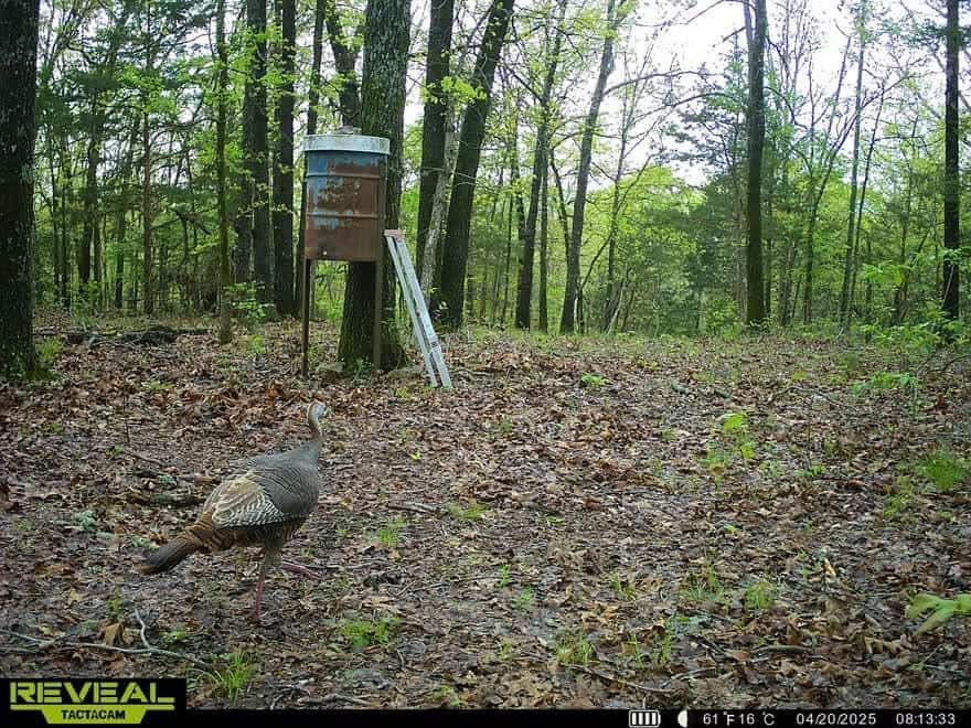 120 Acres Arkansas Hunting Land For Sale with Creek Frontage and Trails