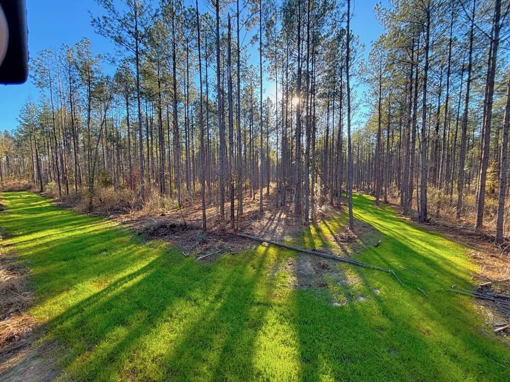 Amite County Hunting Land for Sale