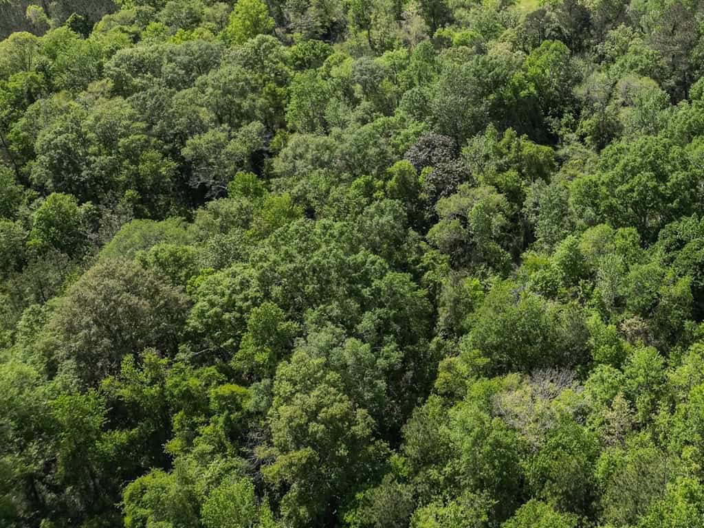 Deer and Turkey Property in Pike County, MS