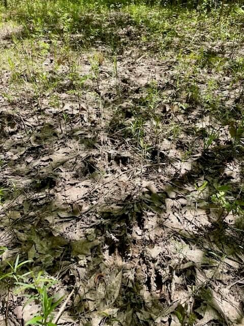 69 Acres For Sale Starkville MS