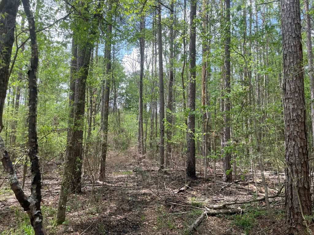 Amite County 38.6 Acres For Sale