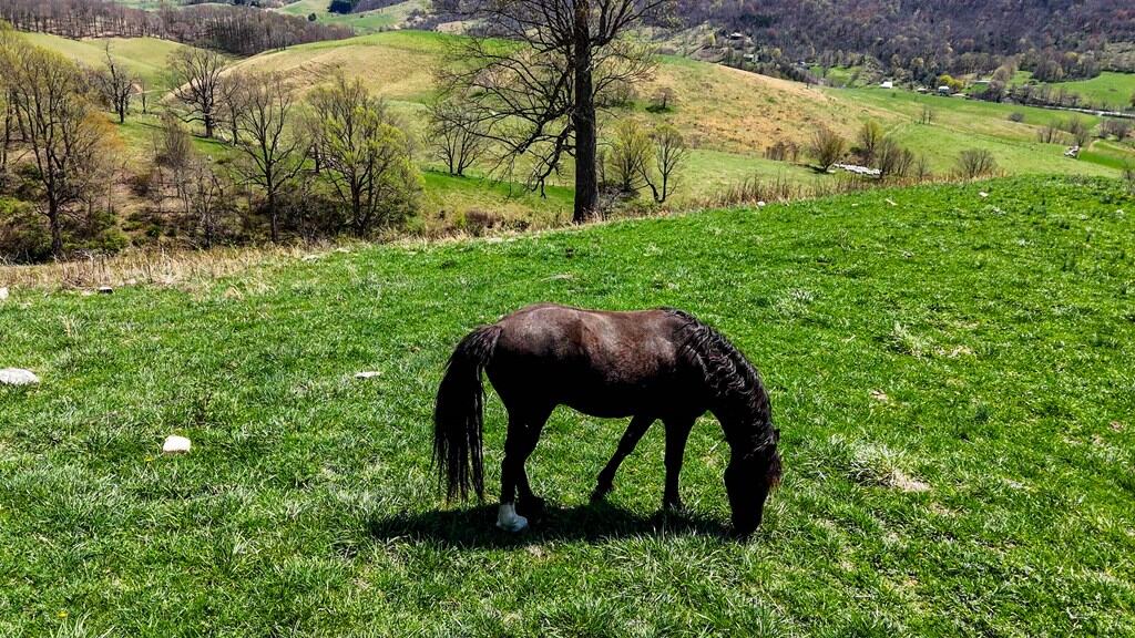 Legacy Farm Retreat – 299 Acres of Mountain Majesty in Tazewell, VA