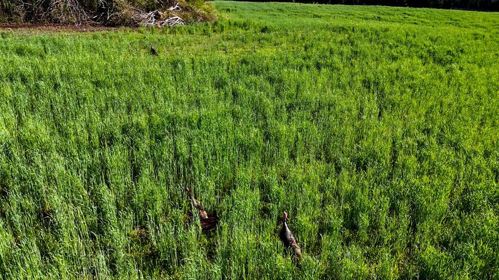 Outdoor Paradise in Charlotte County, VA– Hunt, Fish & Relax on 77± Acres