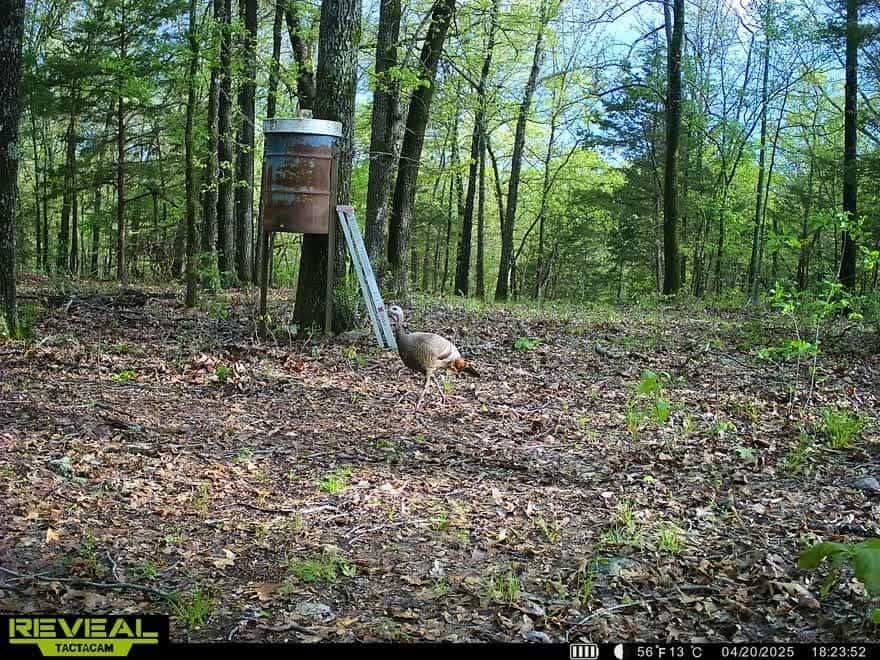 120 Acres Arkansas Hunting Land For Sale with Creek Frontage and Trails