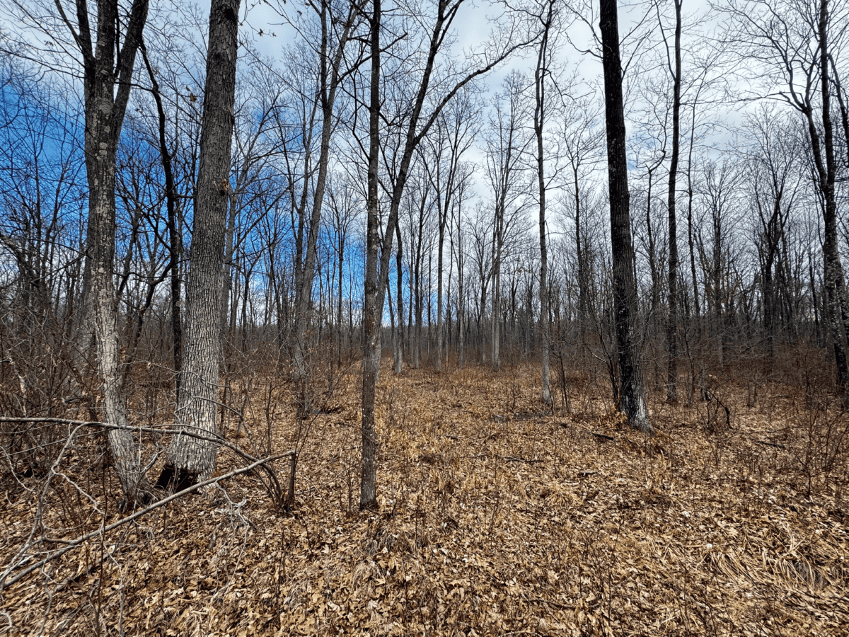 75-acre parcel in the heart of Clark County Wisconsin