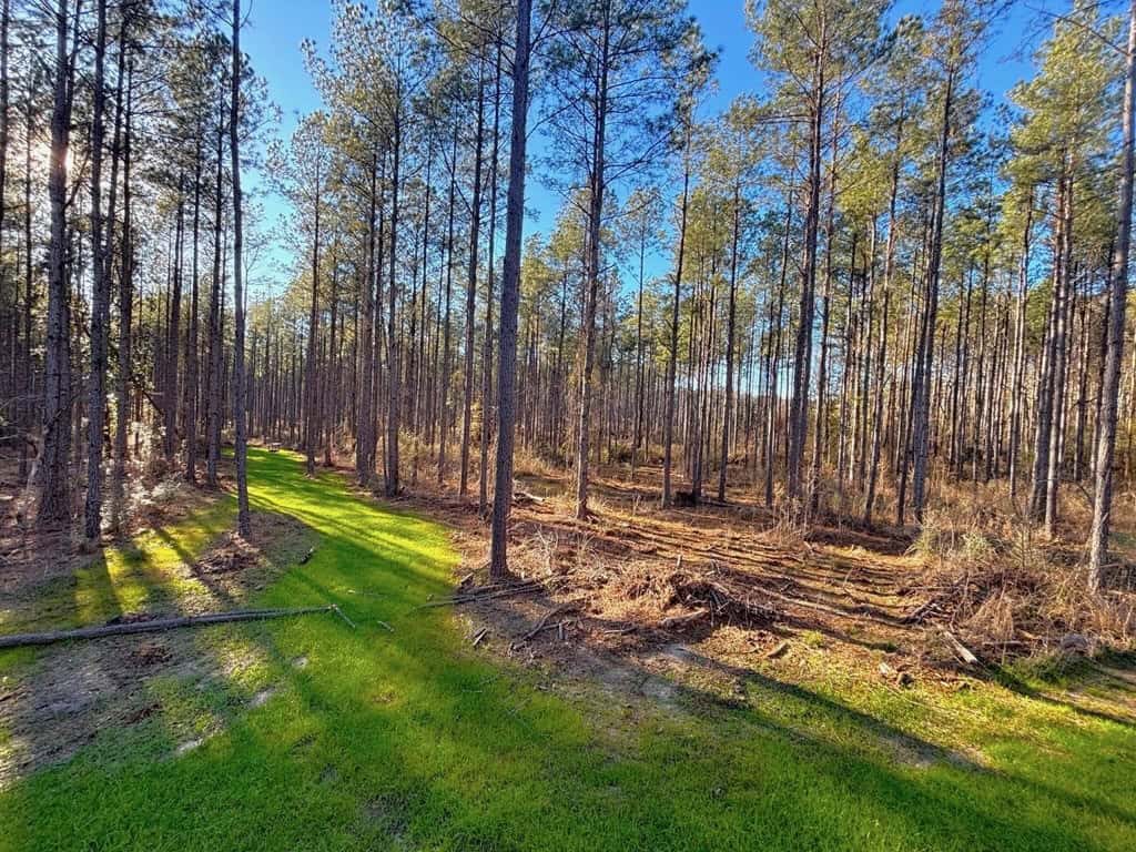 Amite County Hunting Land for Sale