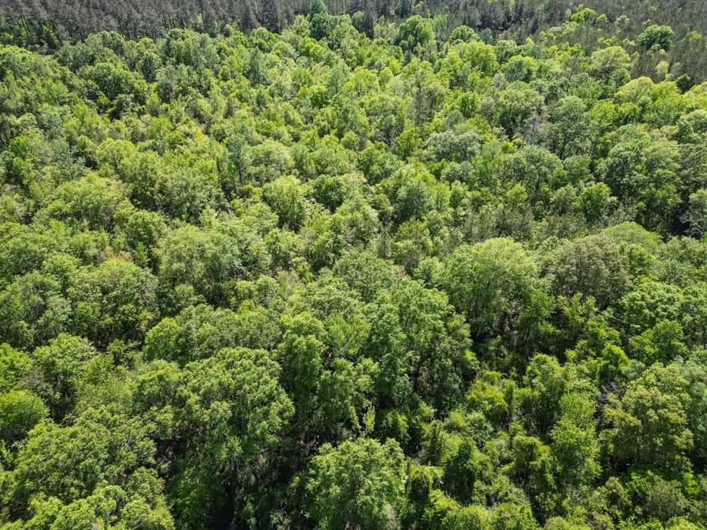 Deer and Turkey Property in Pike County, MS