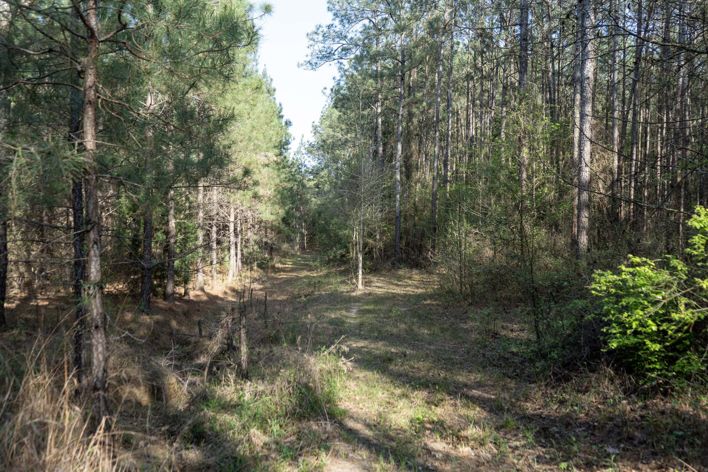 Longstraw 53 (Tract 2) Jackson Parish Timberland