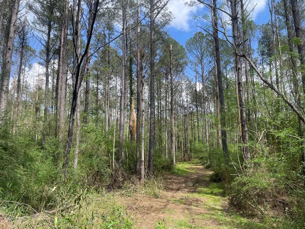 Amite County 38.6 Acres For Sale