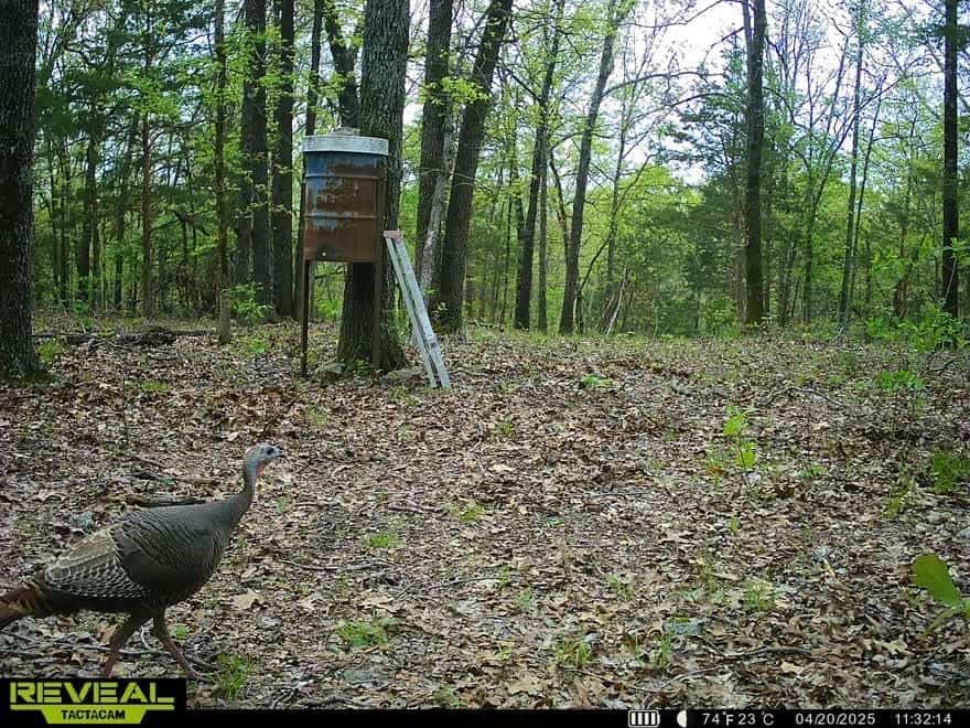 120 Acres Arkansas Hunting Land For Sale with Creek Frontage and Trails