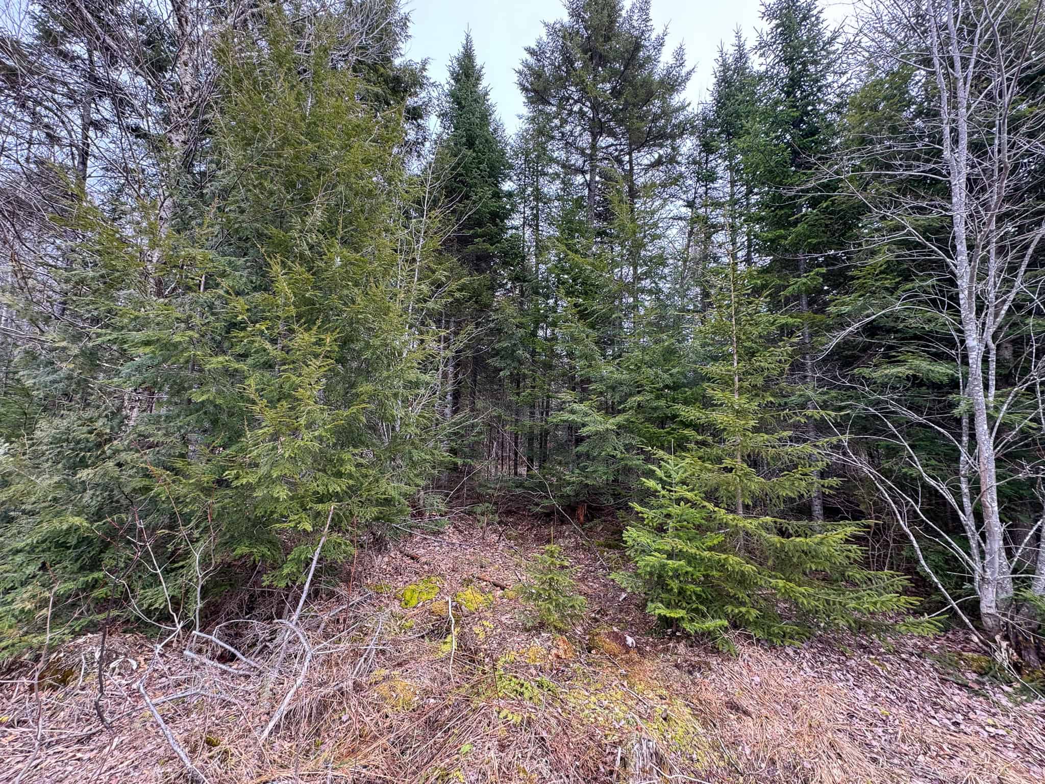 46.8 Acres of Maine Land for Sale – Remote, Forested, Affordable