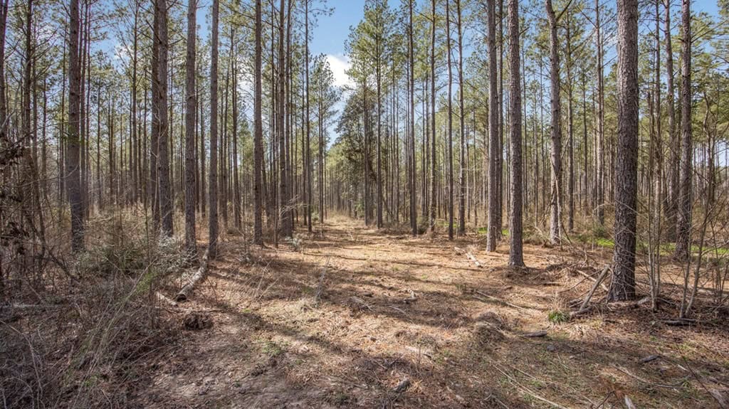 Amite County Hunting Land for Sale