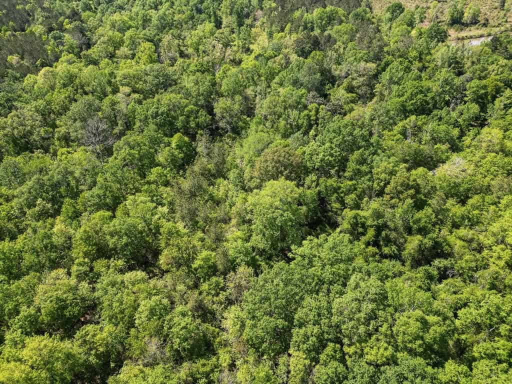 Deer and Turkey Property in Pike County, MS