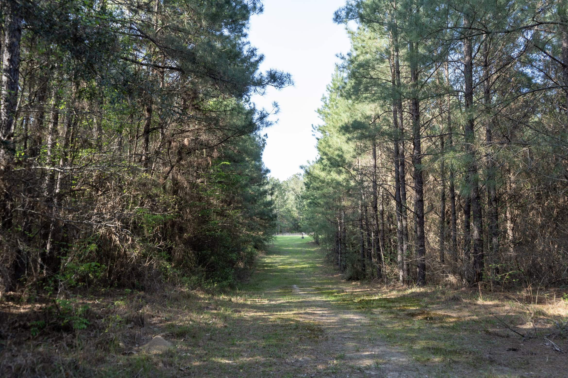 Longstraw 53 (Tract 2) Jackson Parish Timberland