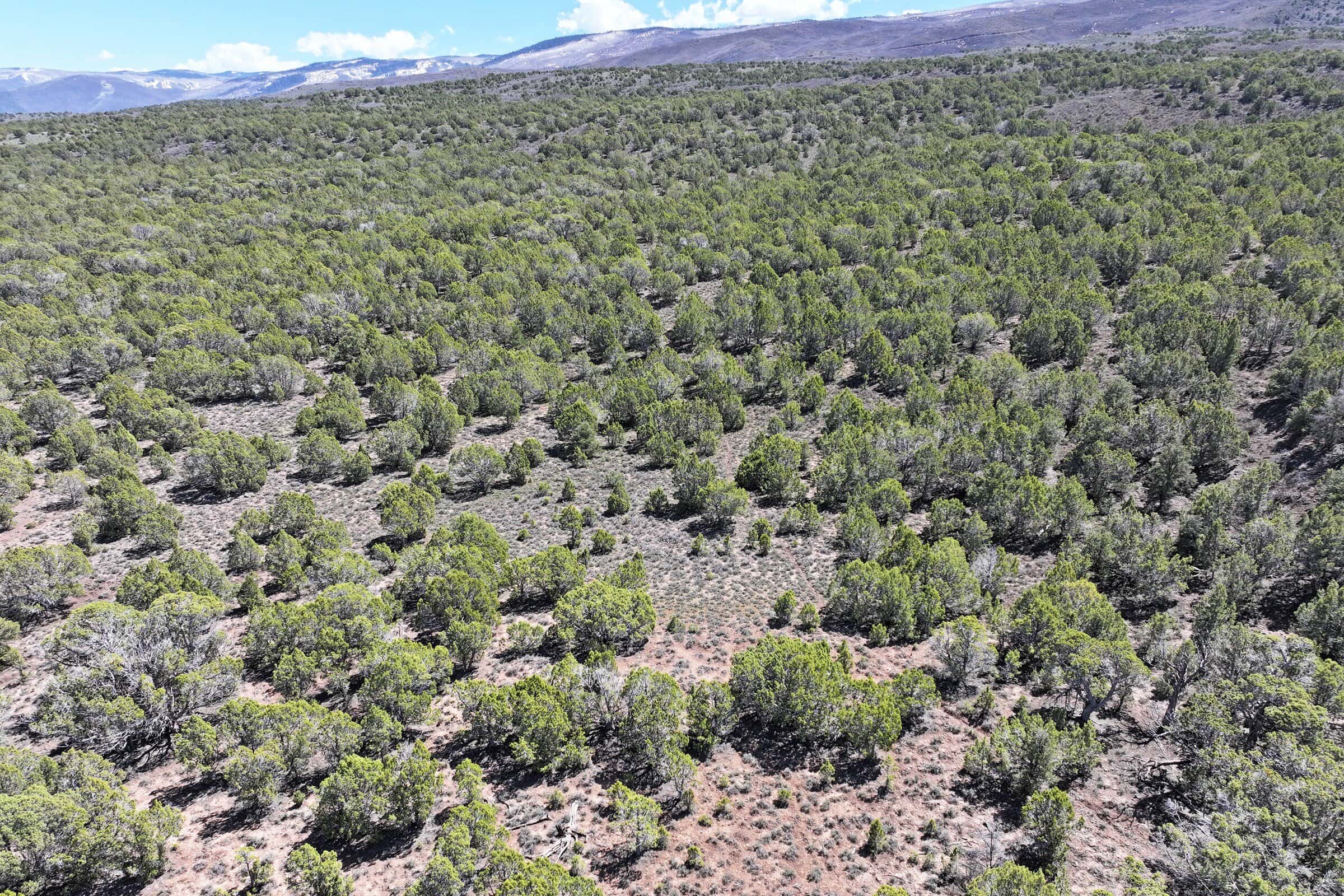 Colorado Mountain Vacant Land in GMU 421 Bordering BLM in Mesa County