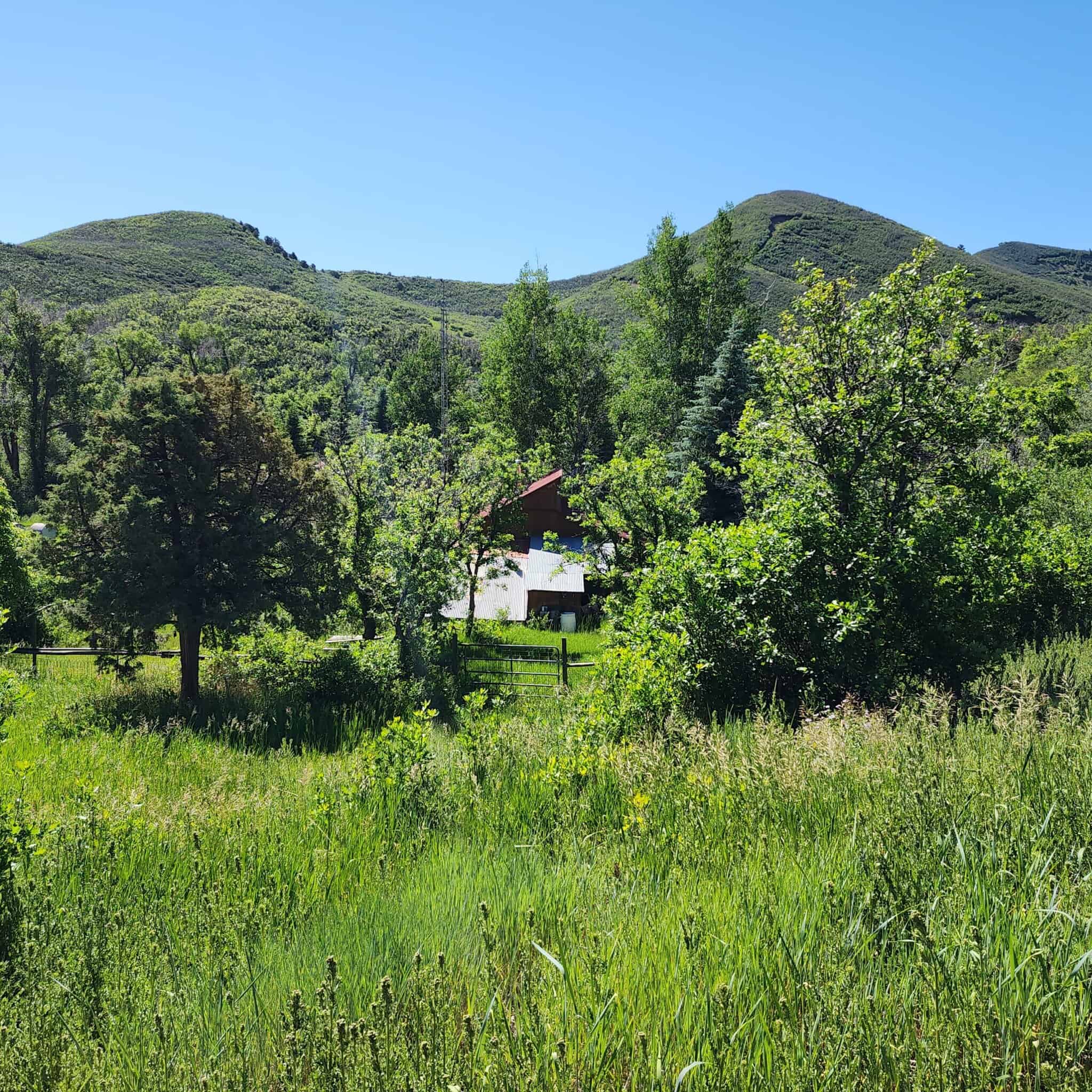 Cabin on 36 Acres with National Forest Access