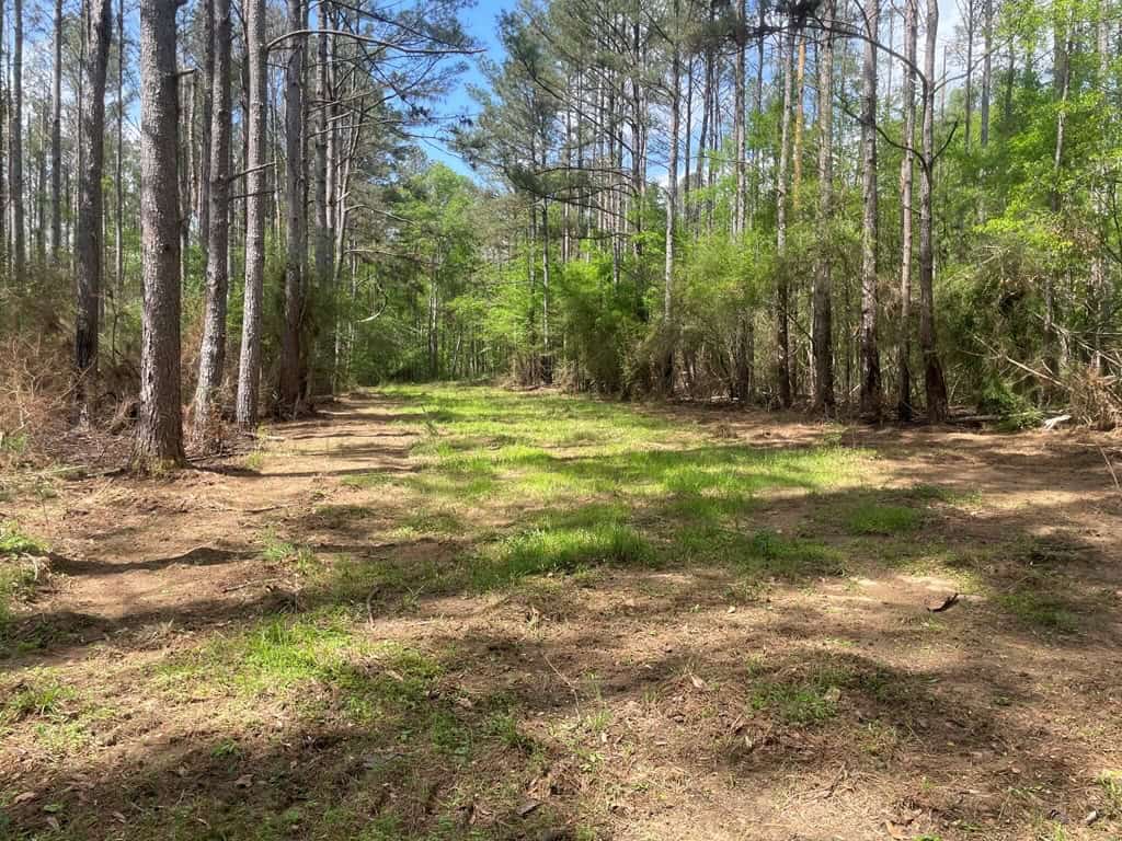 Amite County 38.6 Acres For Sale