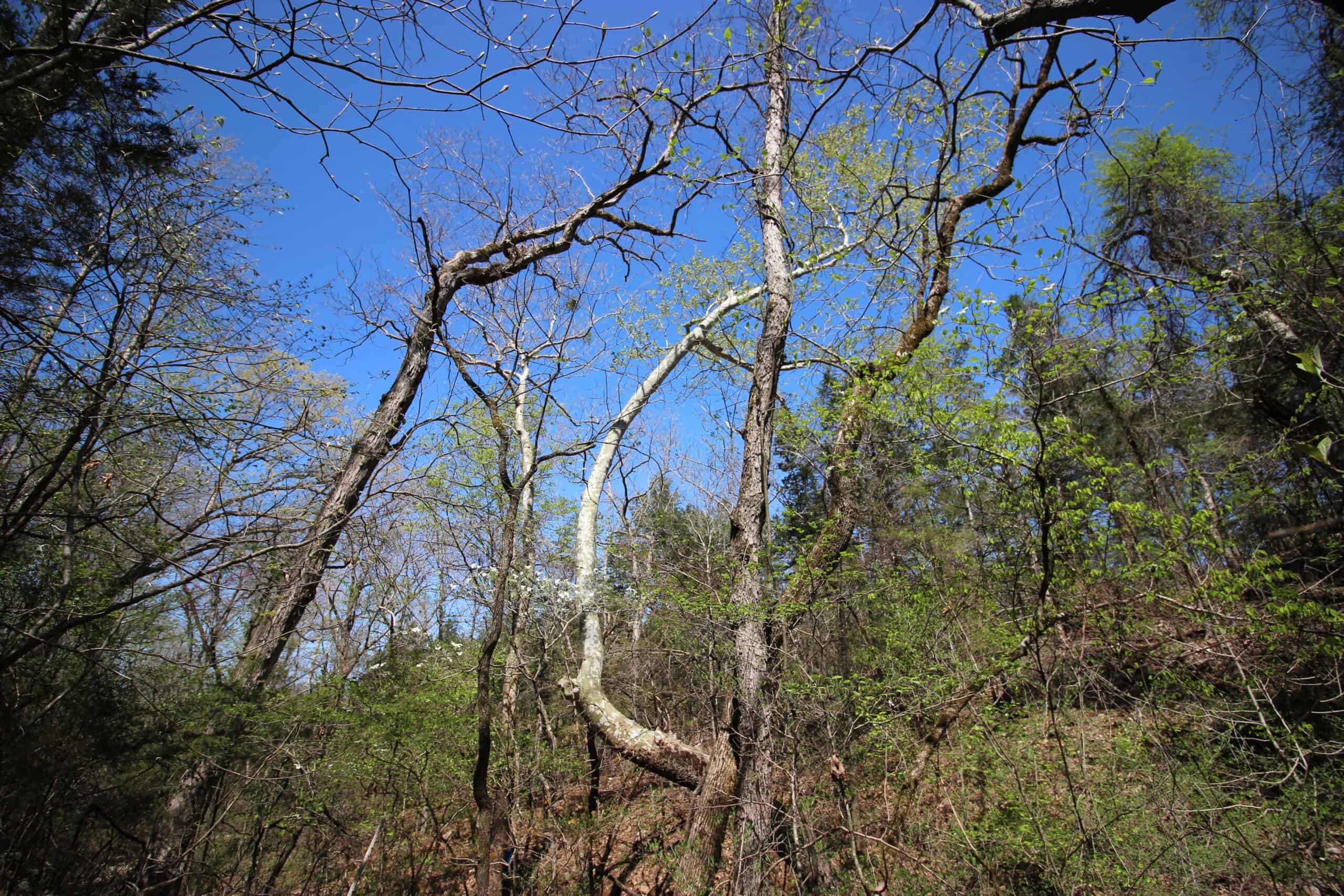Home With Acreage On The White River In Baxter County, Arkansas