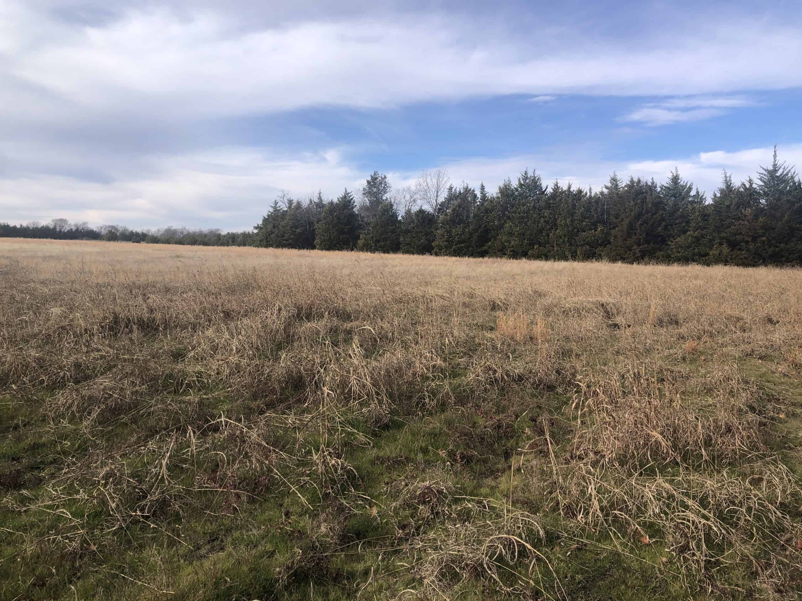 Partially Wooded Acreage in Northeast Texas