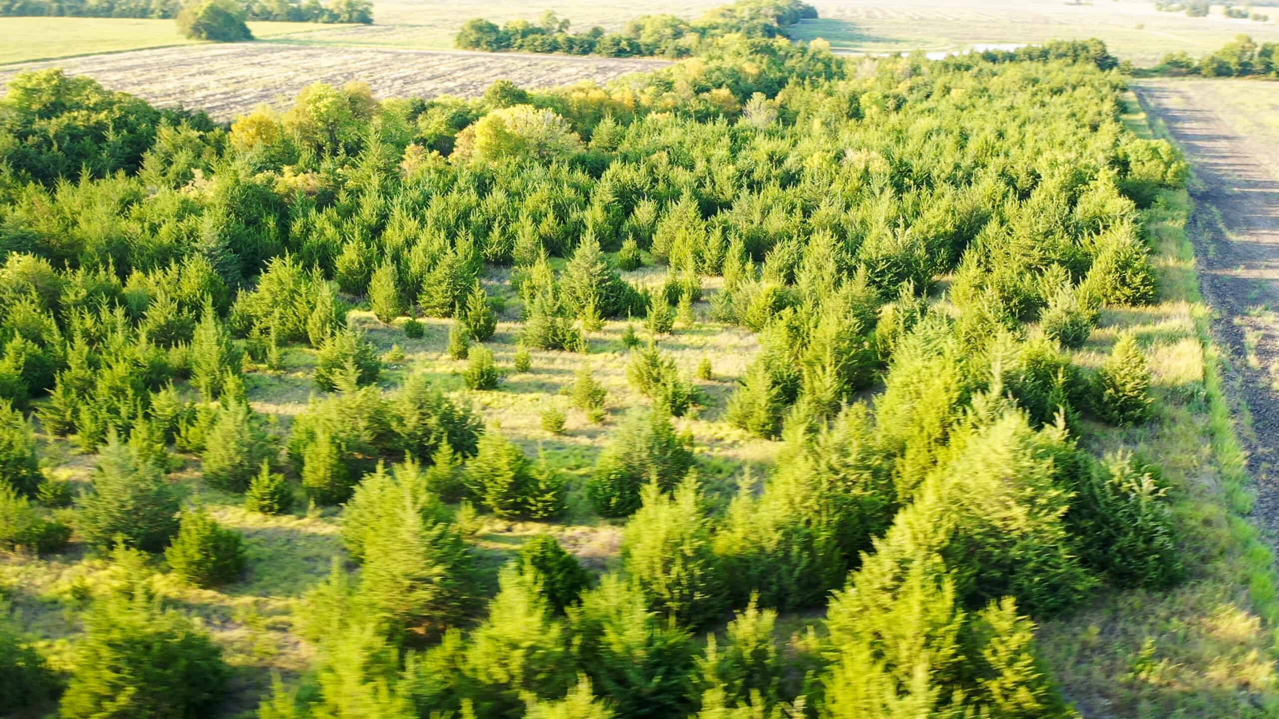 Pasture and Ranch Land For Sale in NE TX