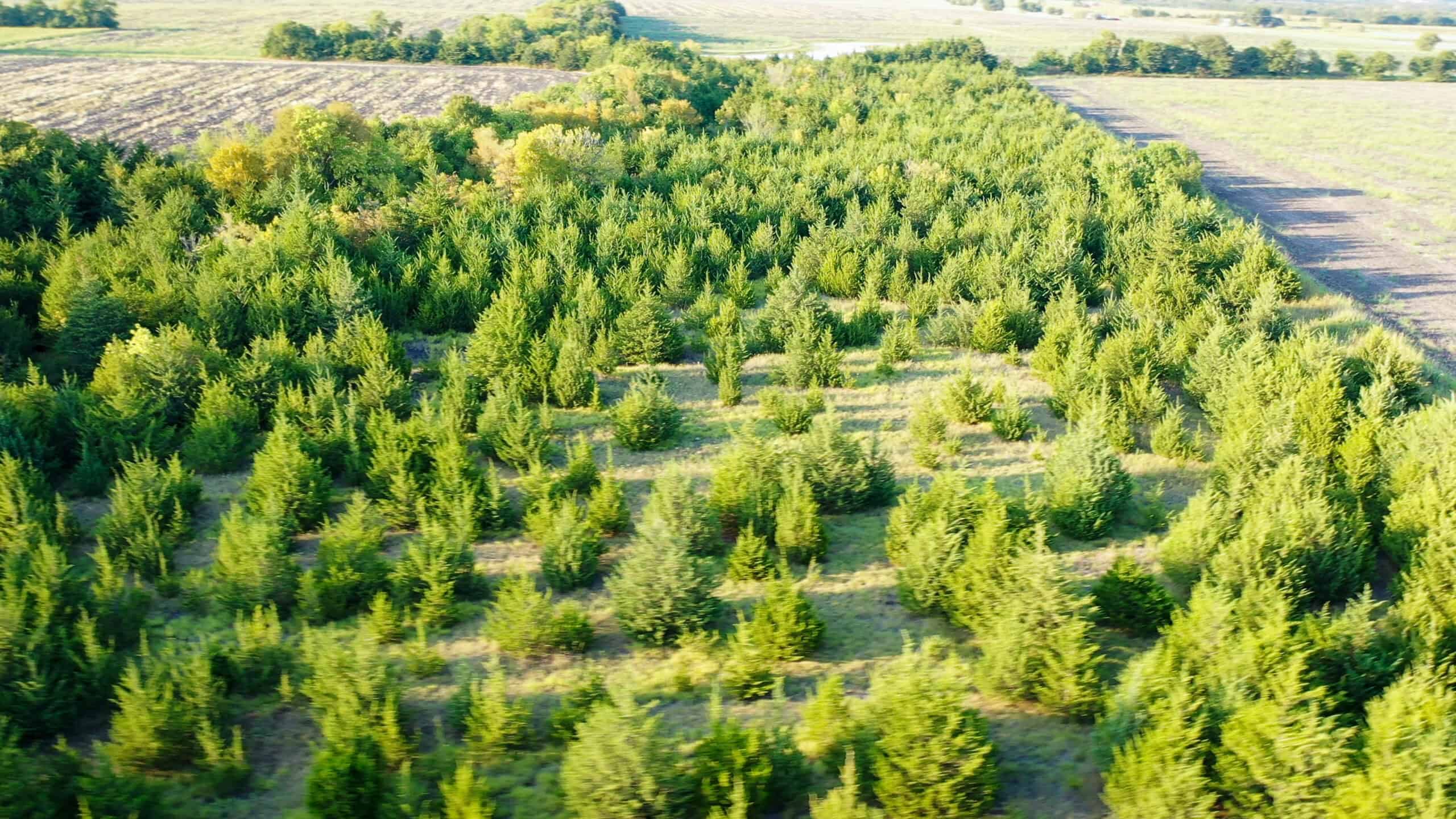 Pasture and Ranch Land For Sale in NE TX