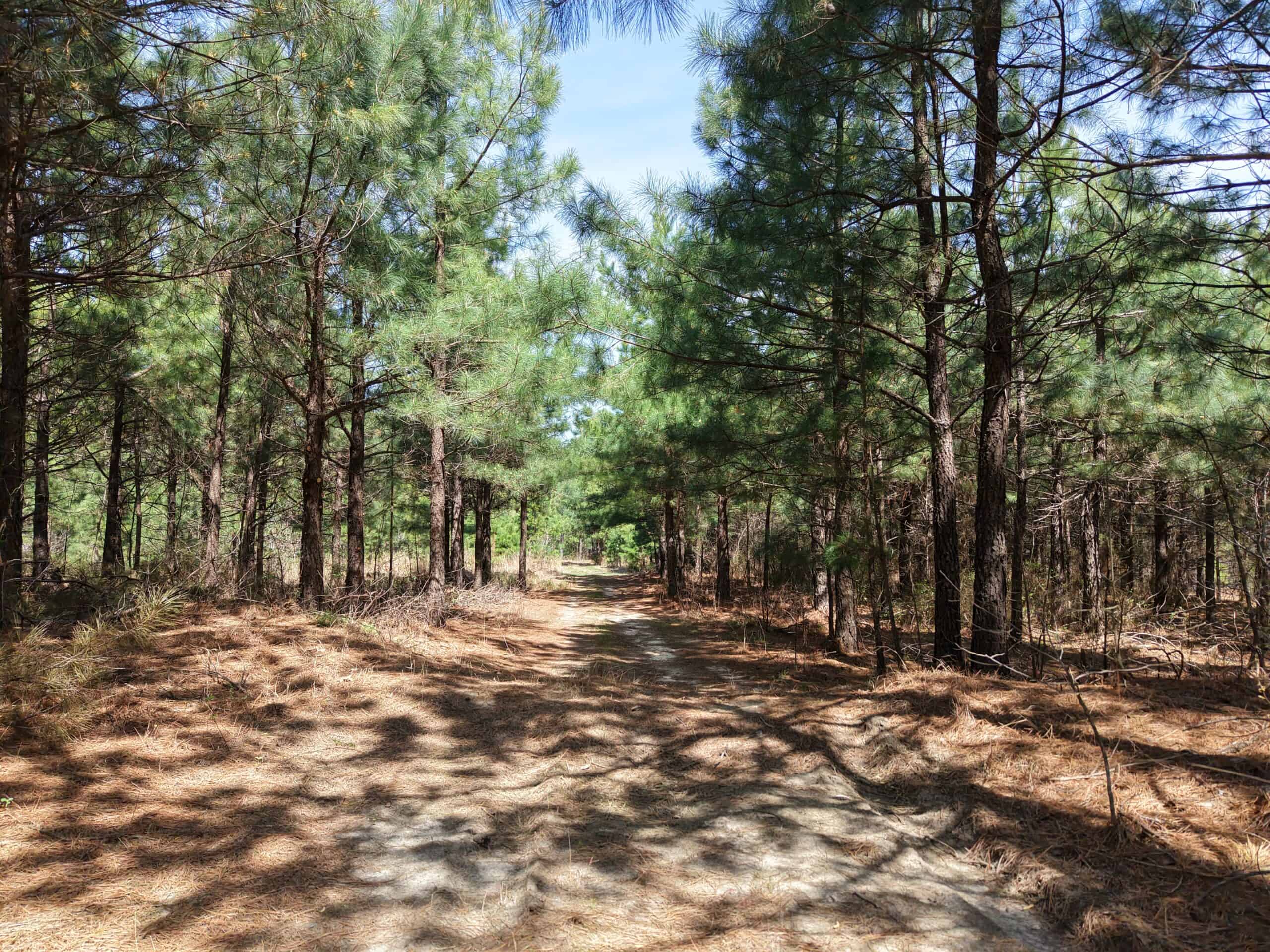 LAND WITH MULTIPLE HOMES FOR SALE IN ARKANSAS