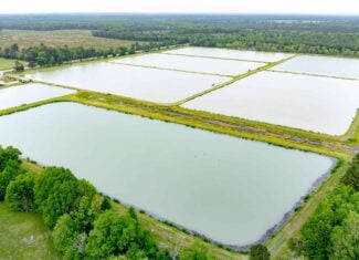 295-Acre Catfish Reserve & Recreational Property Clarksville TX