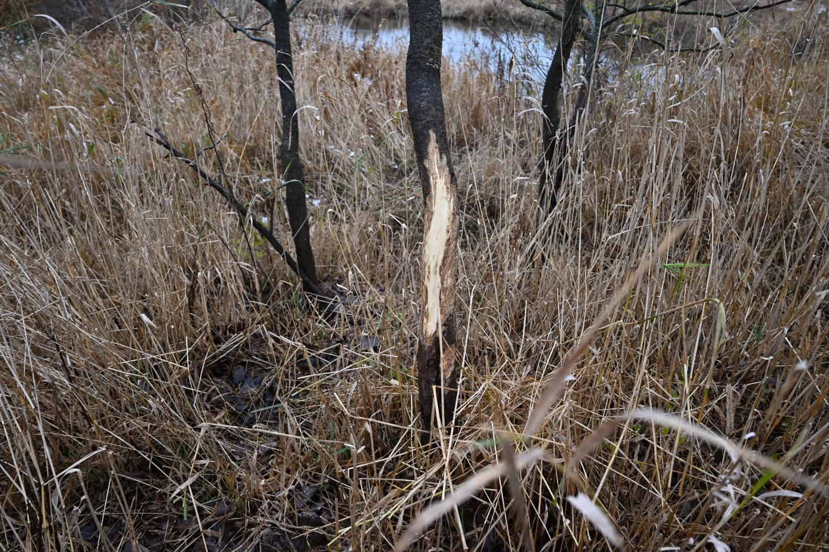 Eaton County MI Top Hunting Property
