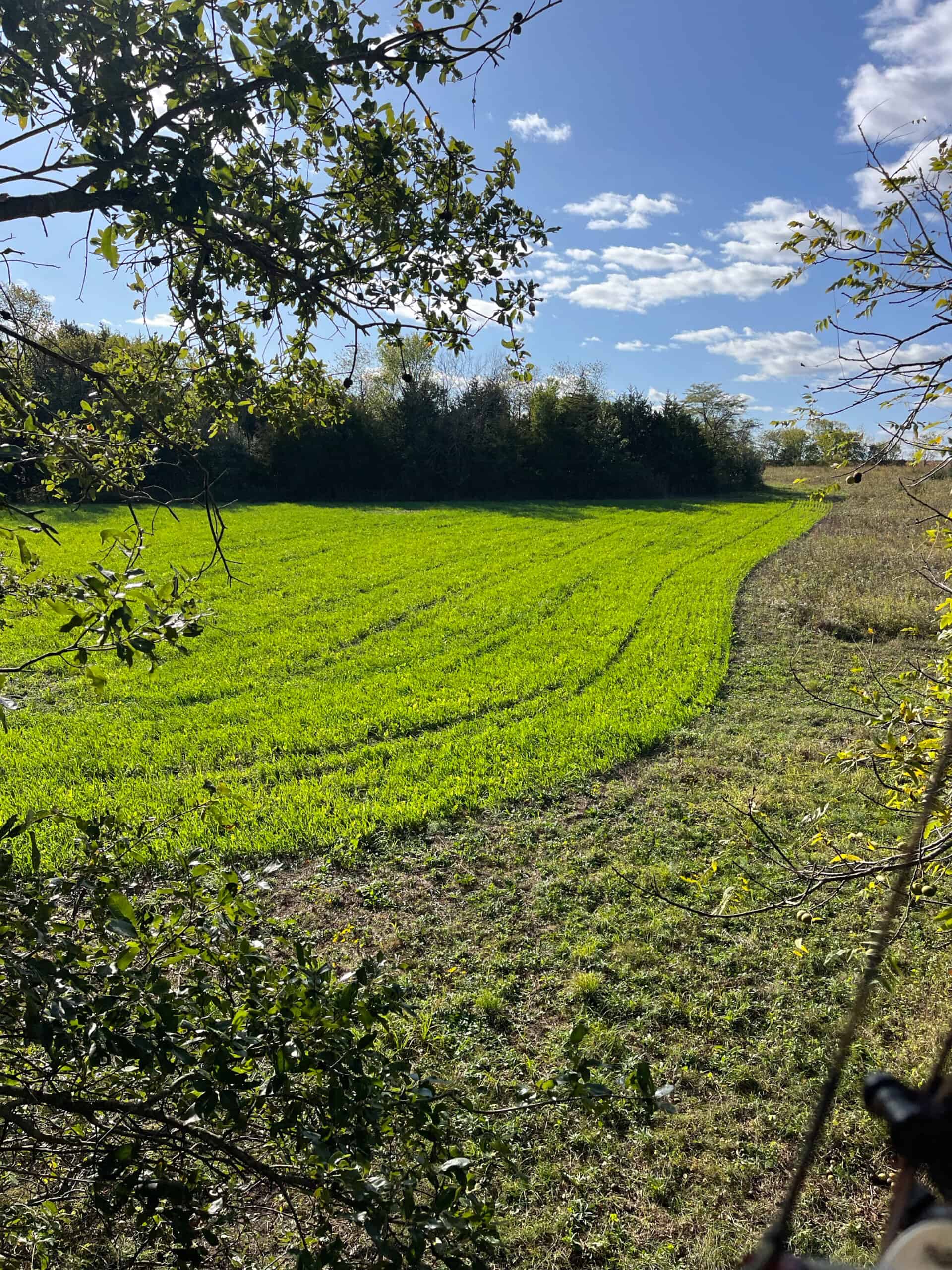 Decatur County Hunting and Investment Land For Sale