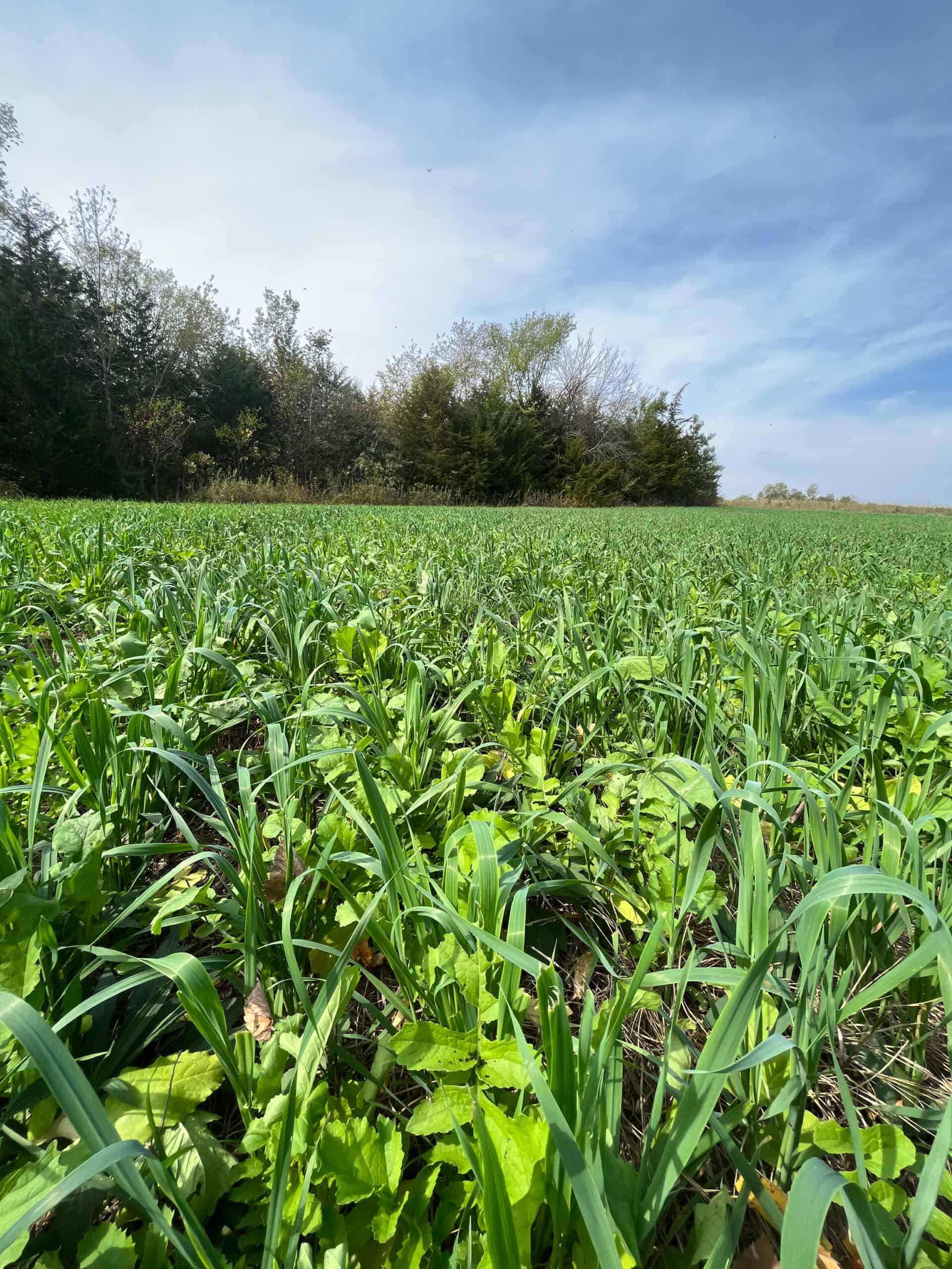 Decatur County Hunting and Investment Land For Sale