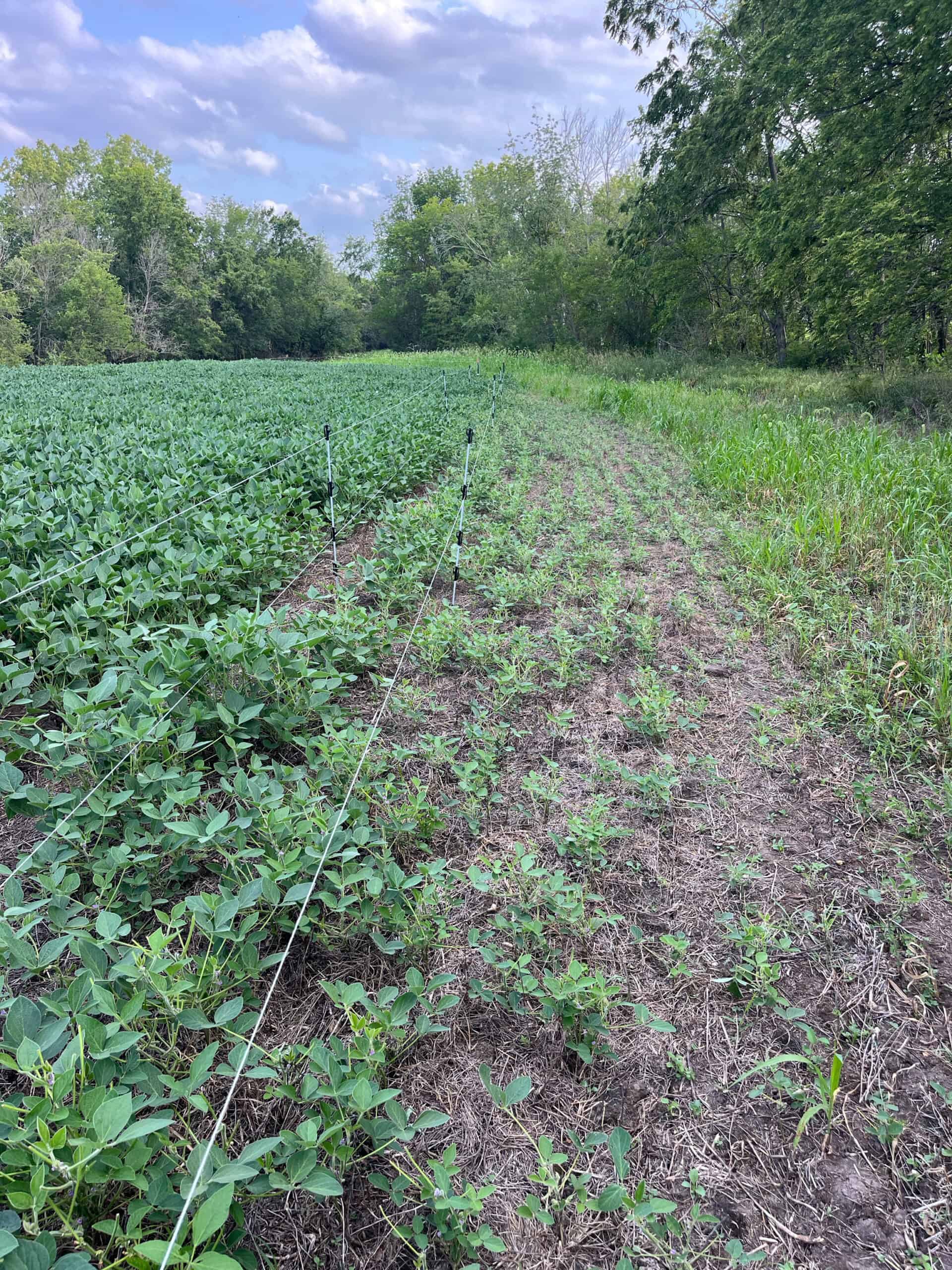 Decatur County Hunting and Investment Land For Sale