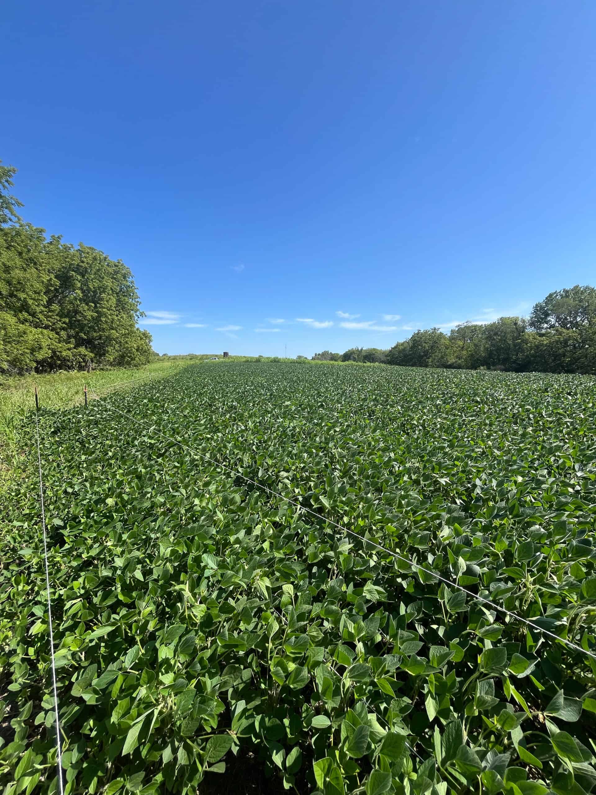 Decatur County Hunting and Investment Land For Sale