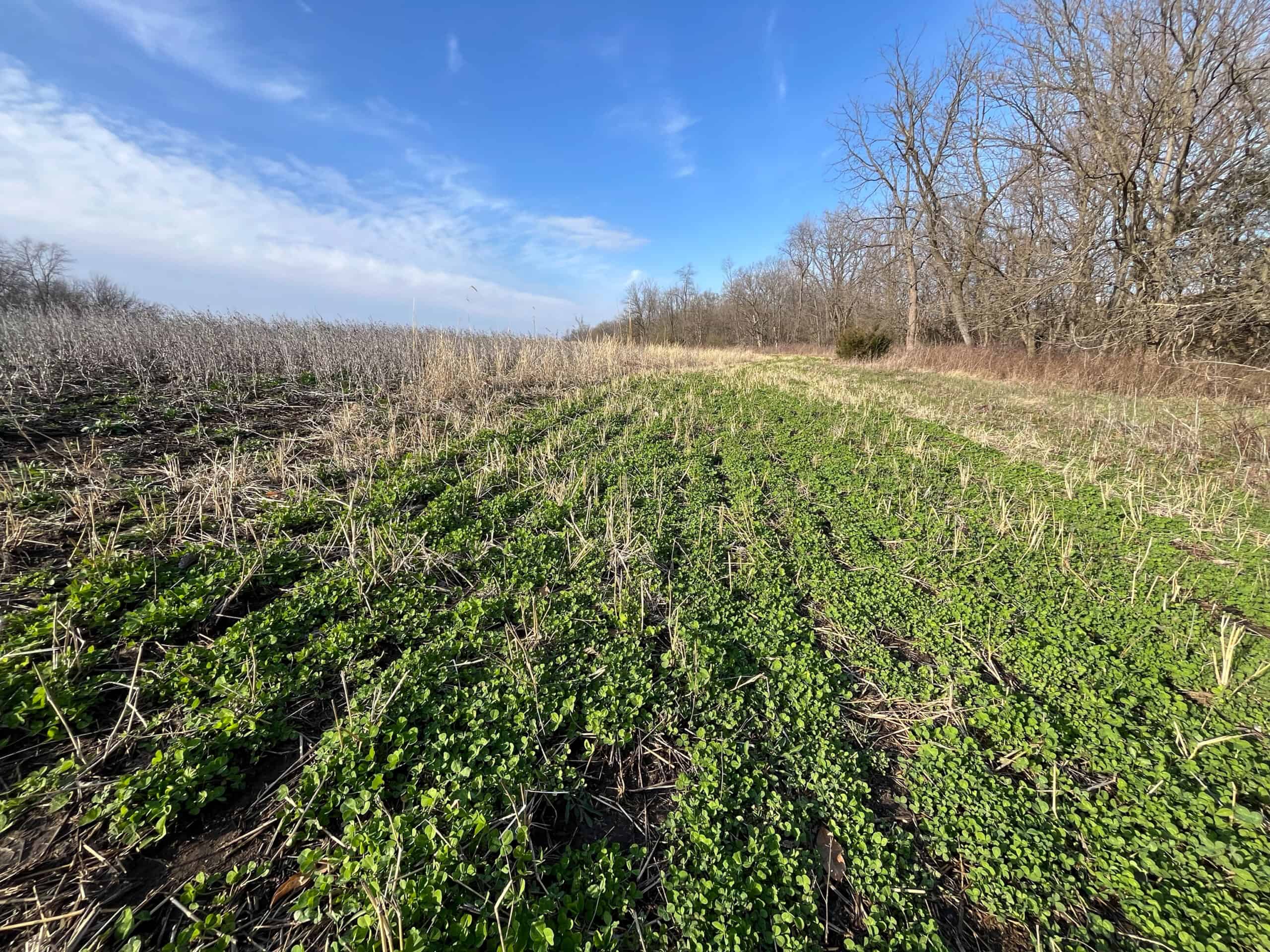 Decatur County Hunting and Investment Land For Sale