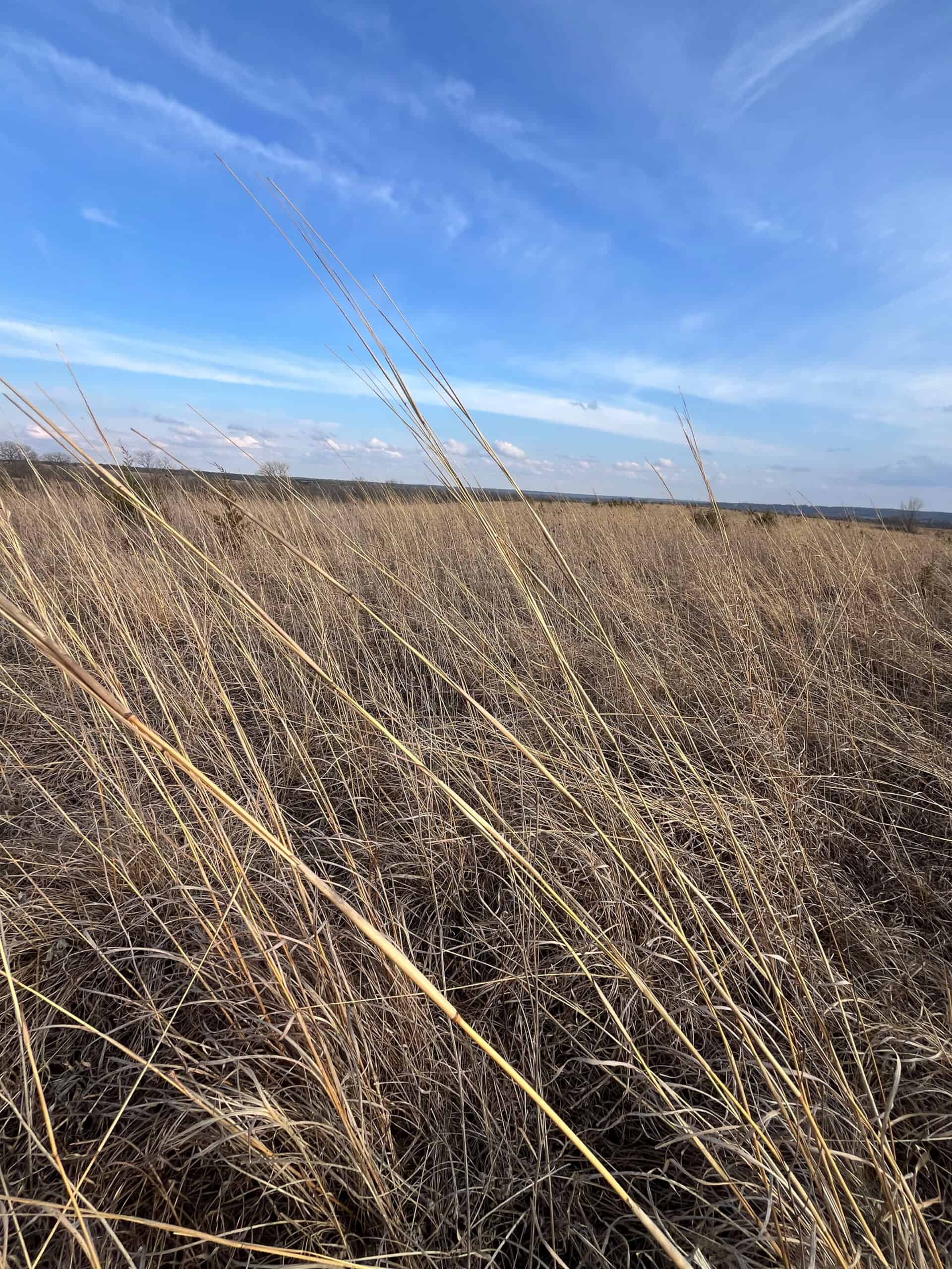 Decatur County Hunting and Investment Land For Sale