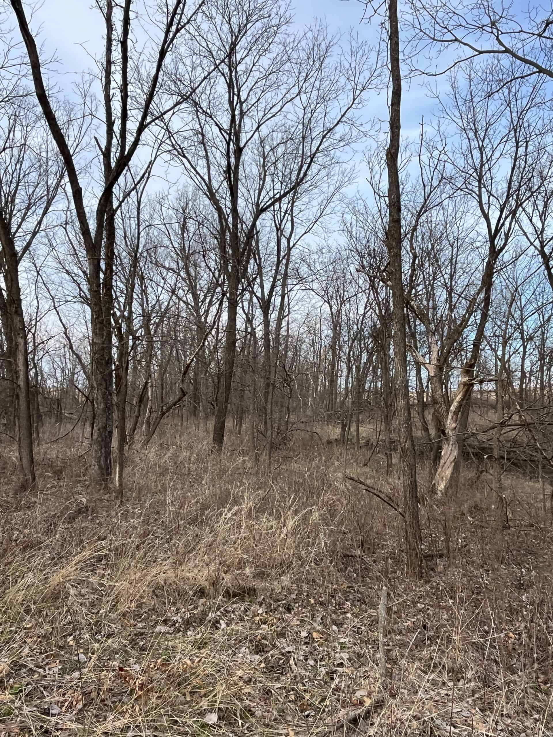 Decatur County Hunting and Investment Land For Sale
