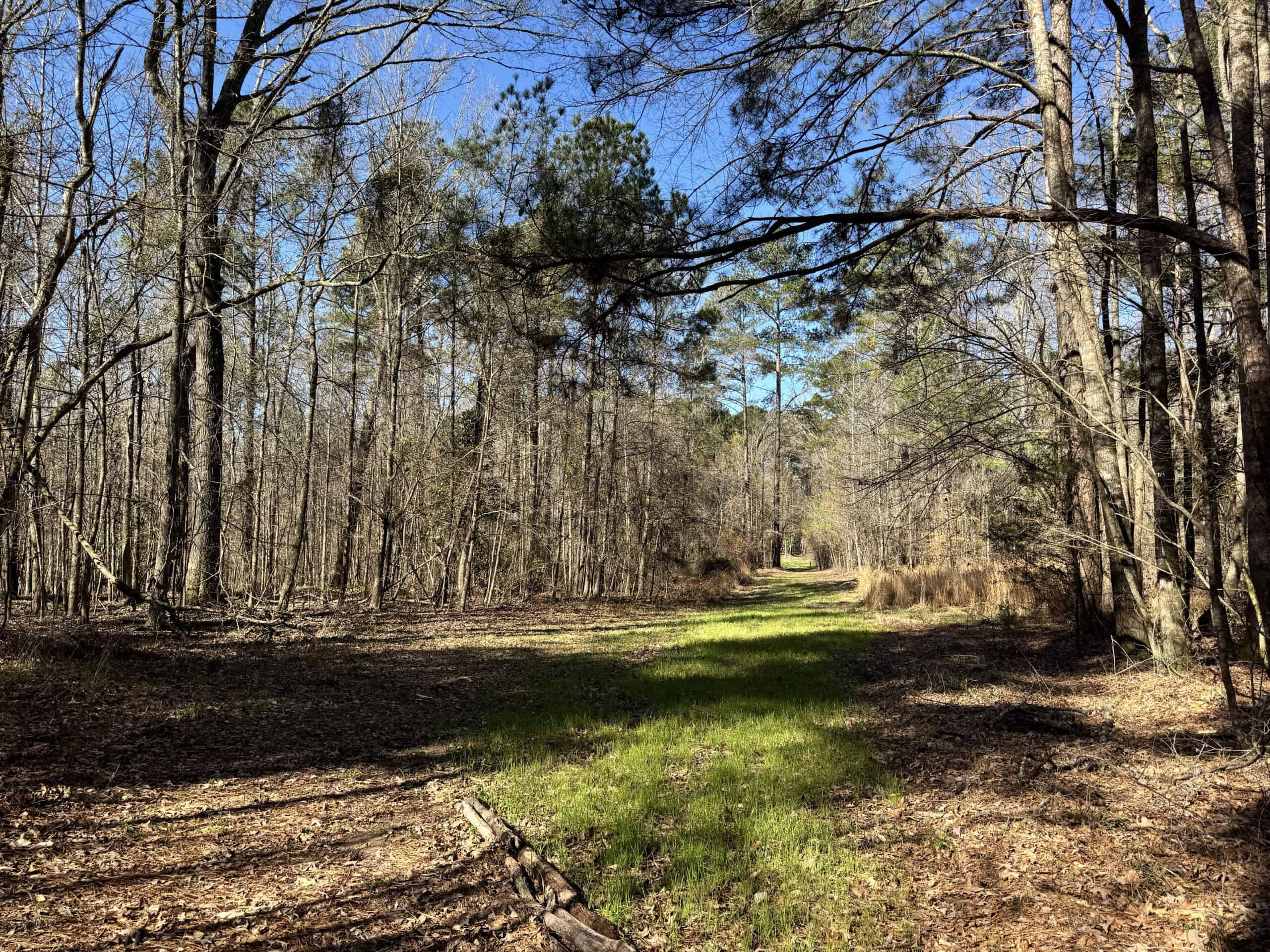 600 Acres Claiborne County Hunting Land Timber Investment