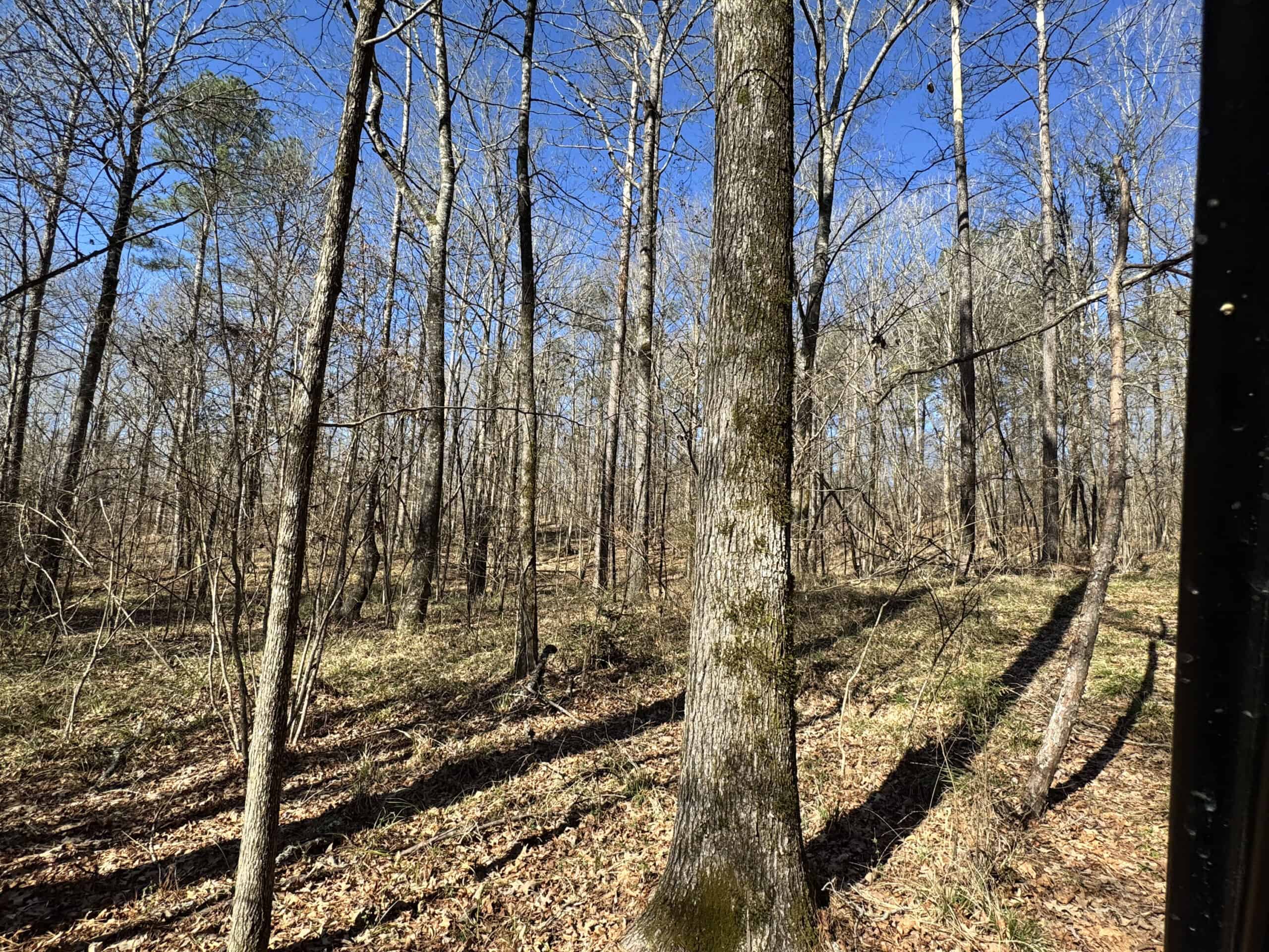 600 Acres Claiborne County Hunting Land Timber Investment