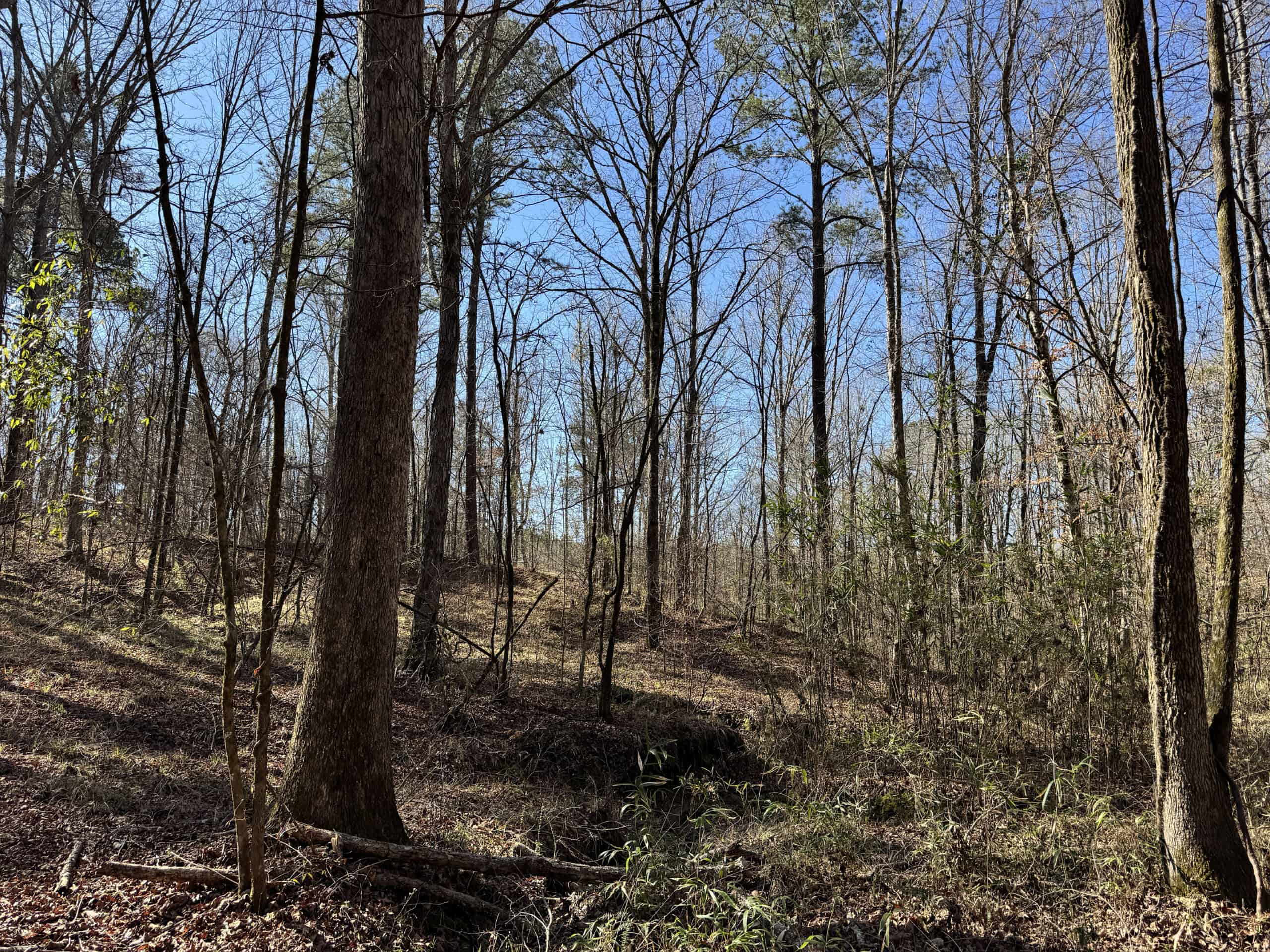 600 Acres Claiborne County Hunting Land Timber Investment