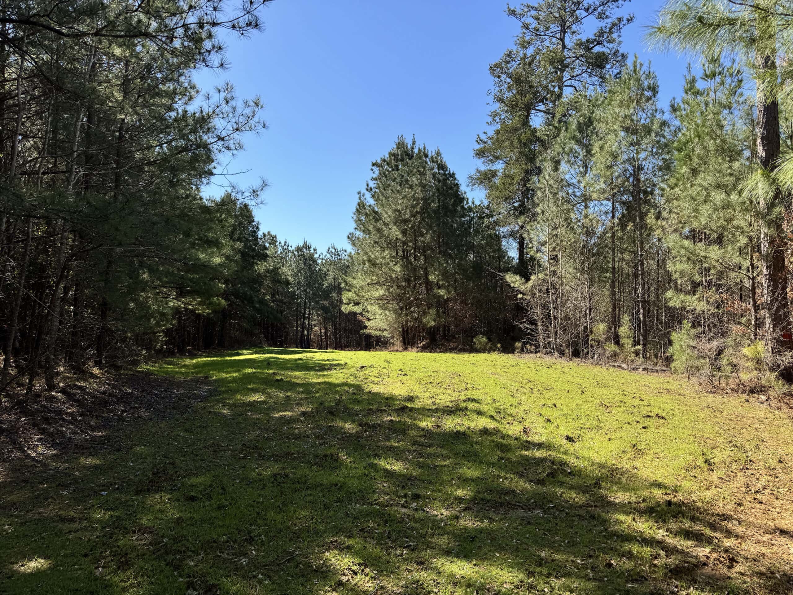 600 Acres Claiborne County Hunting Land Timber Investment