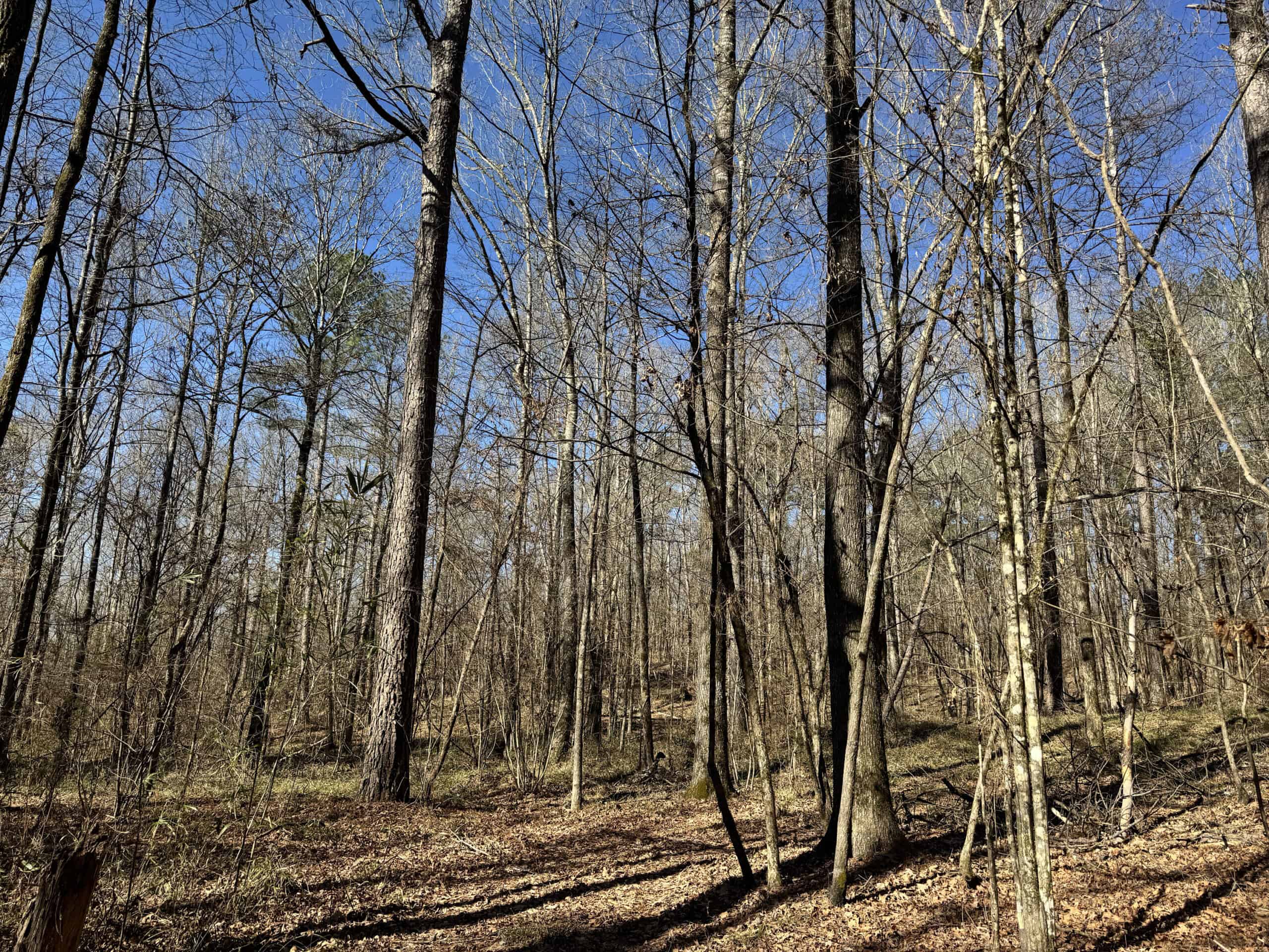 600 Acres Claiborne County Hunting Land Timber Investment