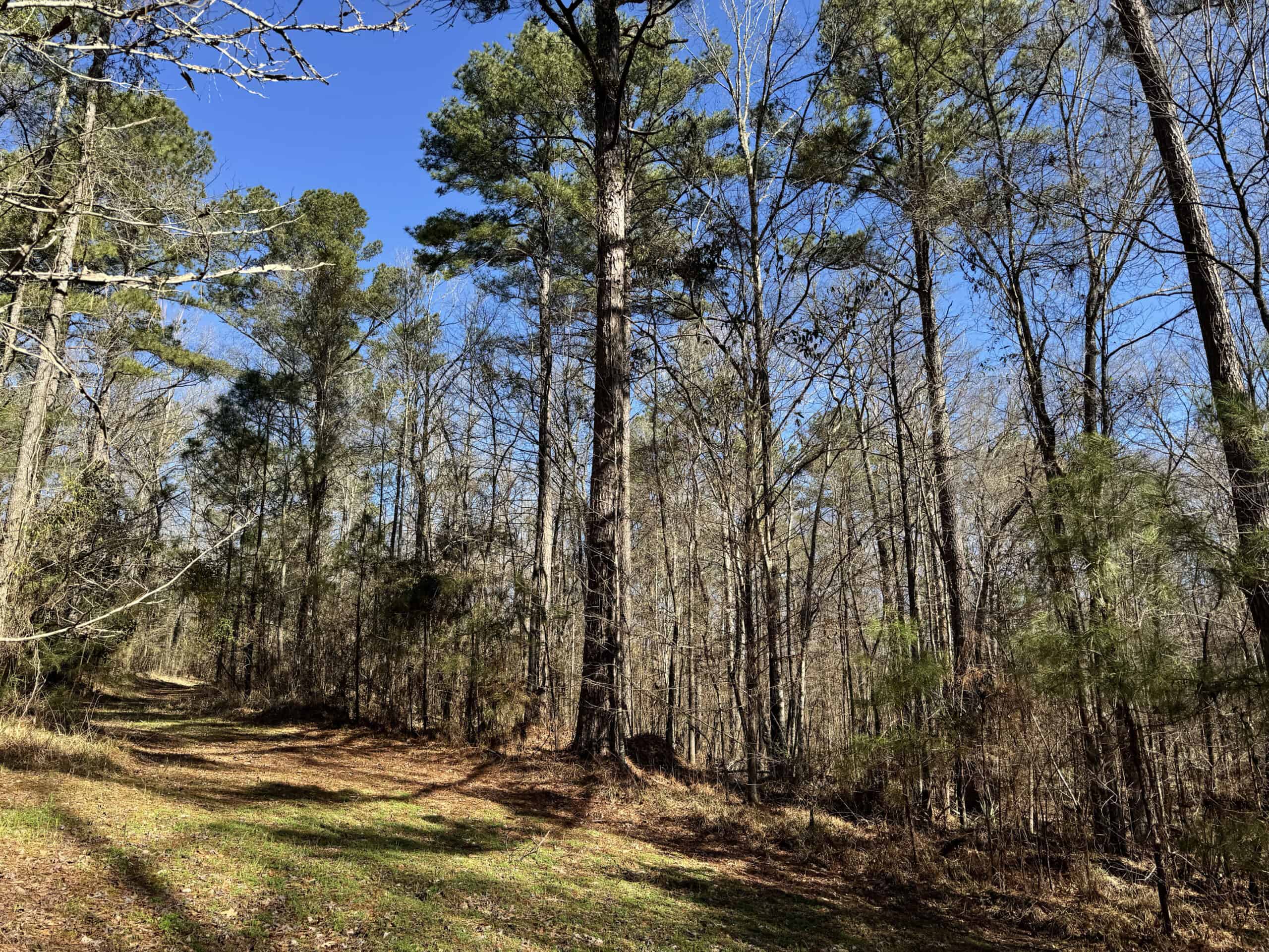 600 Acres Claiborne County Hunting Land Timber Investment
