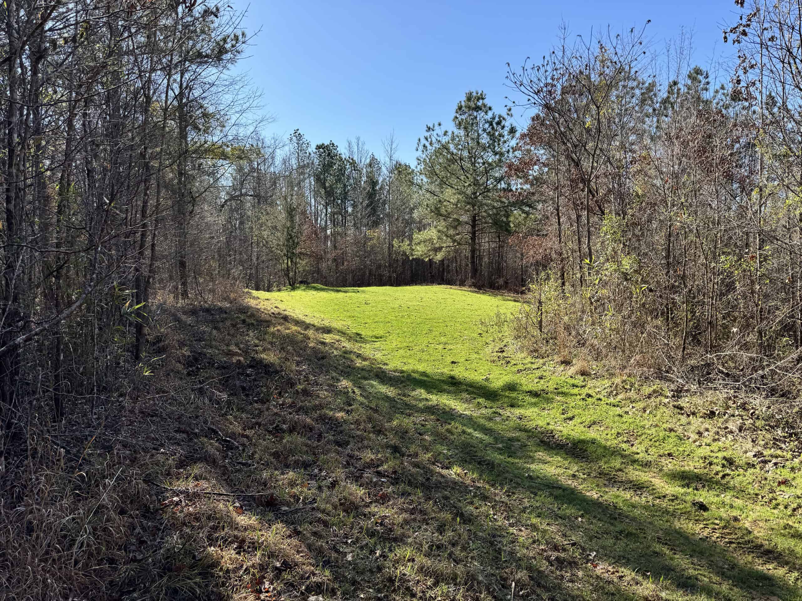 600 Acres Claiborne County Hunting Land Timber Investment