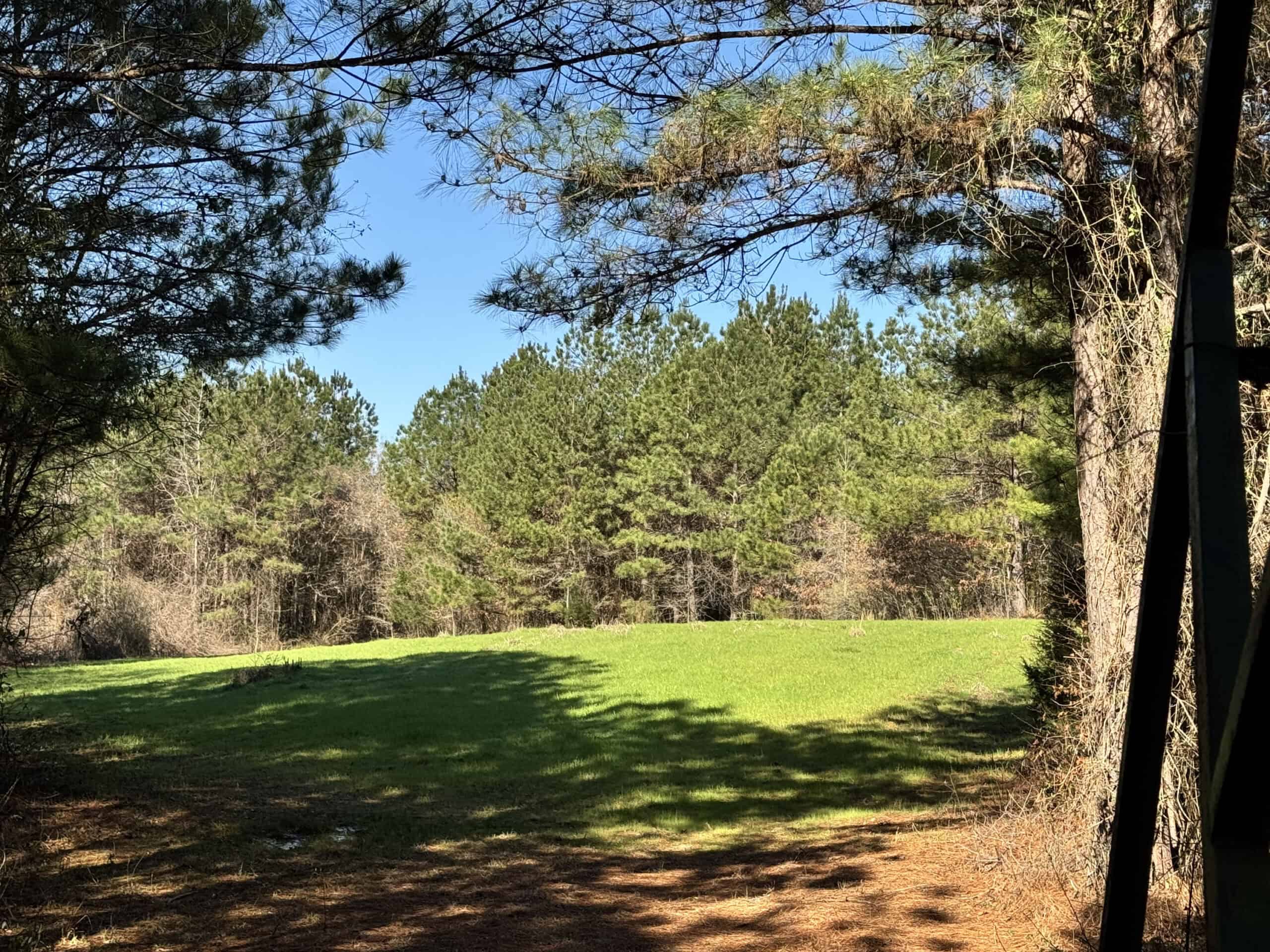 600 Acres Claiborne County Hunting Land Timber Investment