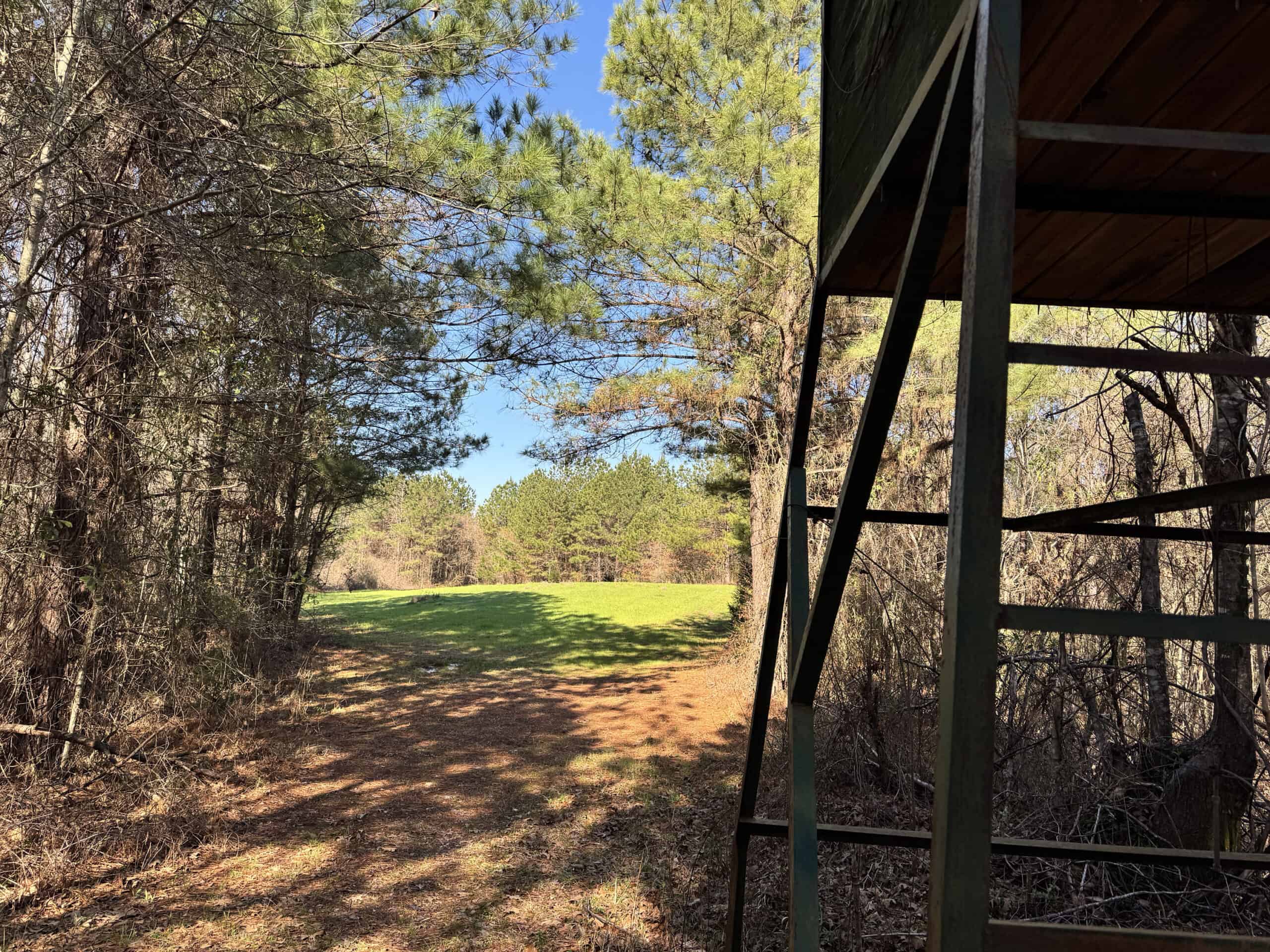 600 Acres Claiborne County Hunting Land Timber Investment