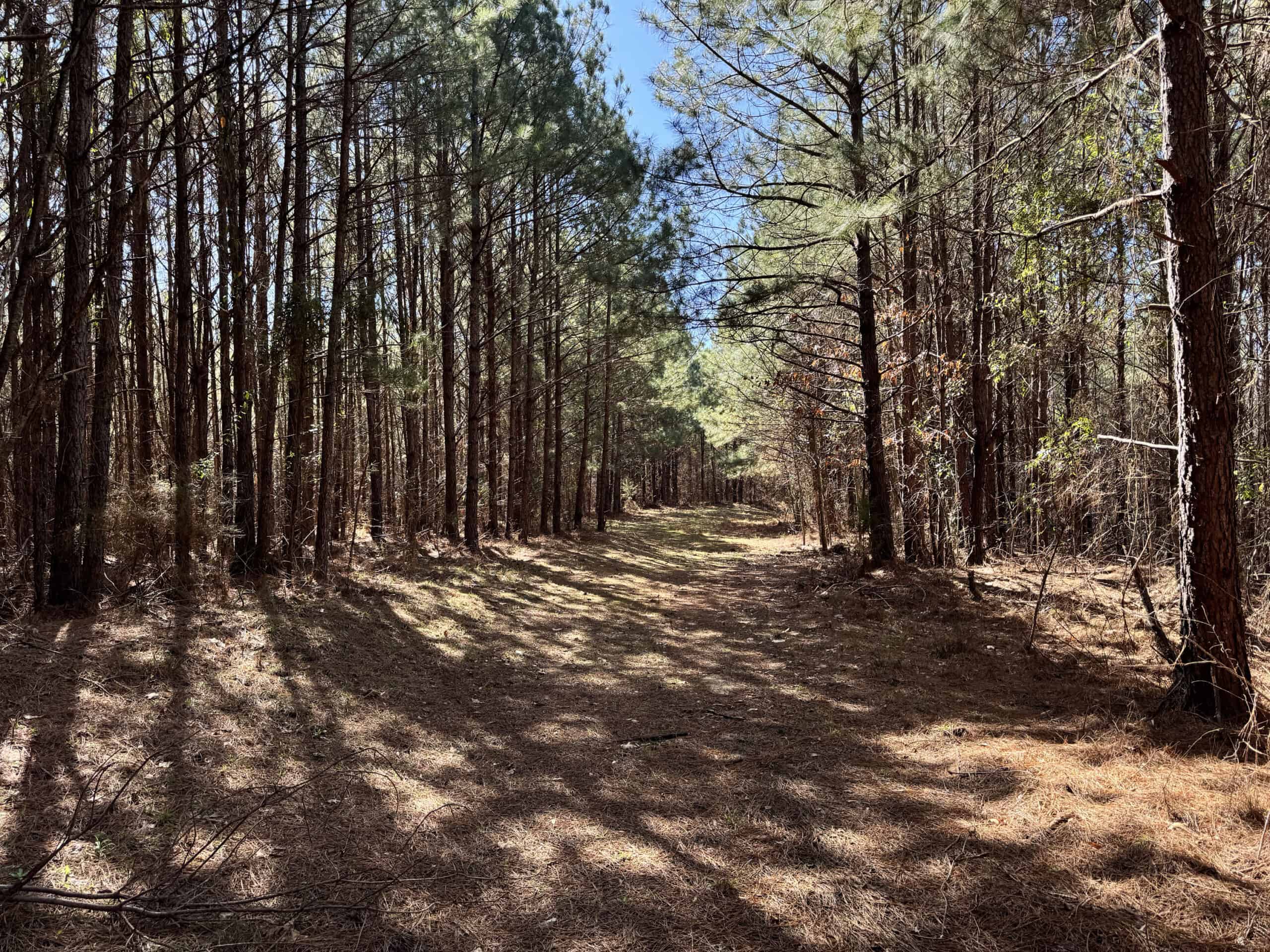 600 Acres Claiborne County Hunting Land Timber Investment