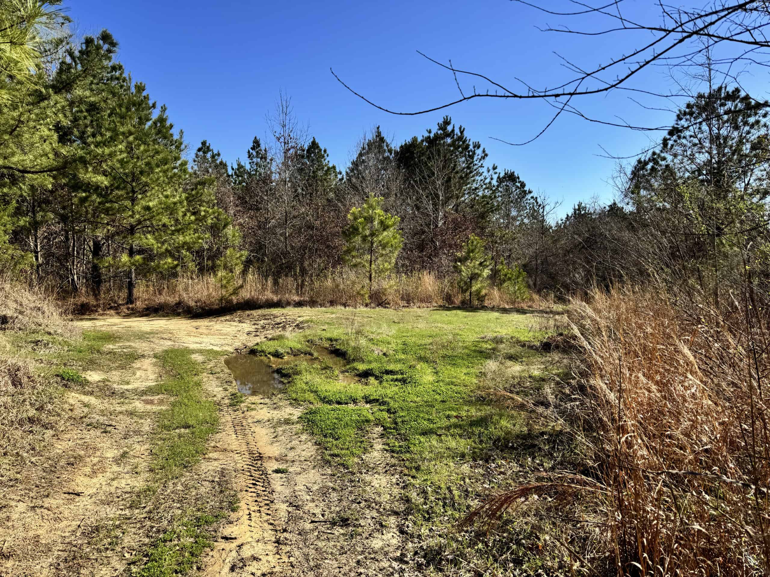 600 Acres Claiborne County Hunting Land Timber Investment
