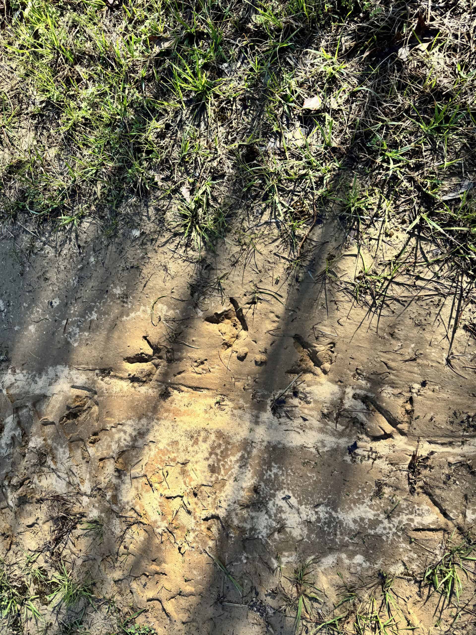 600 Acres Claiborne County Hunting Land Timber Investment