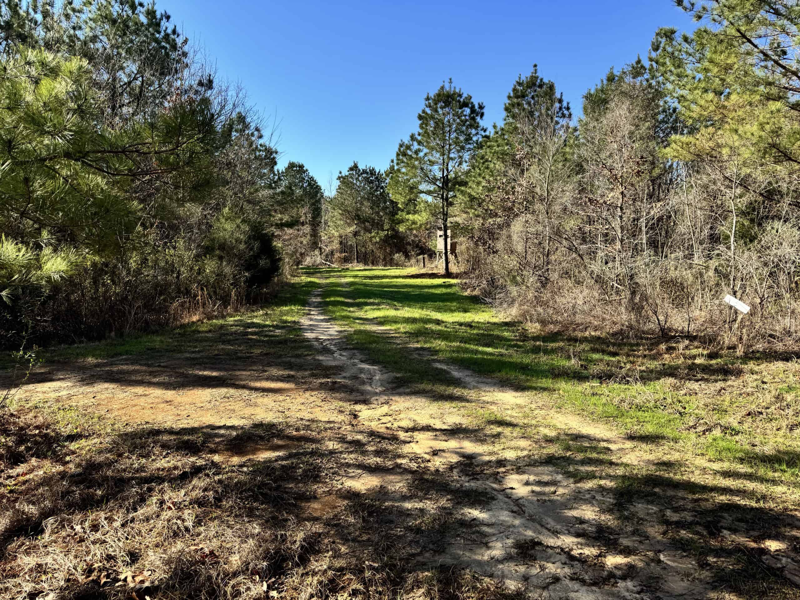600 Acres Claiborne County Hunting Land Timber Investment